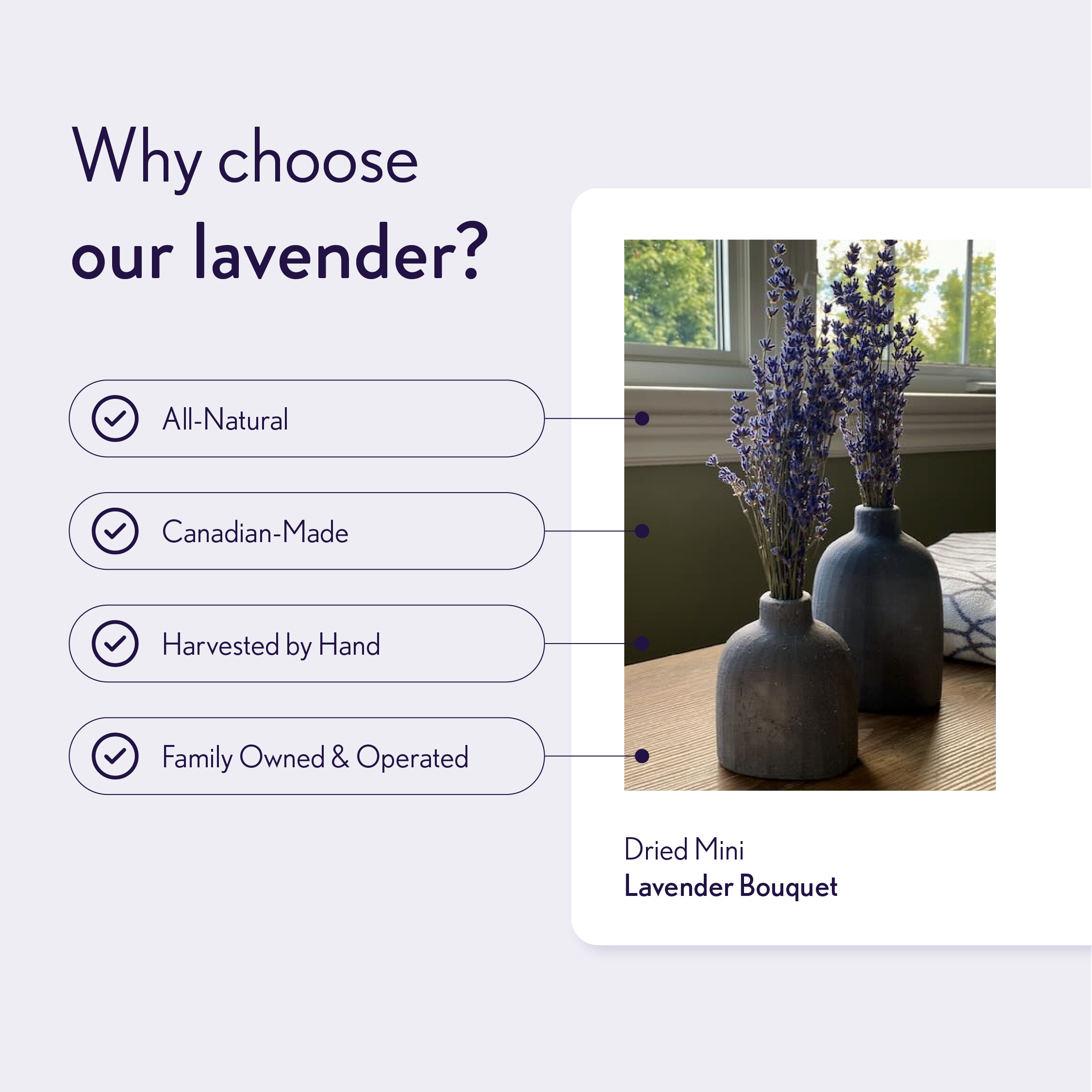 LCF Infographic_Mini Lavender Cad.png