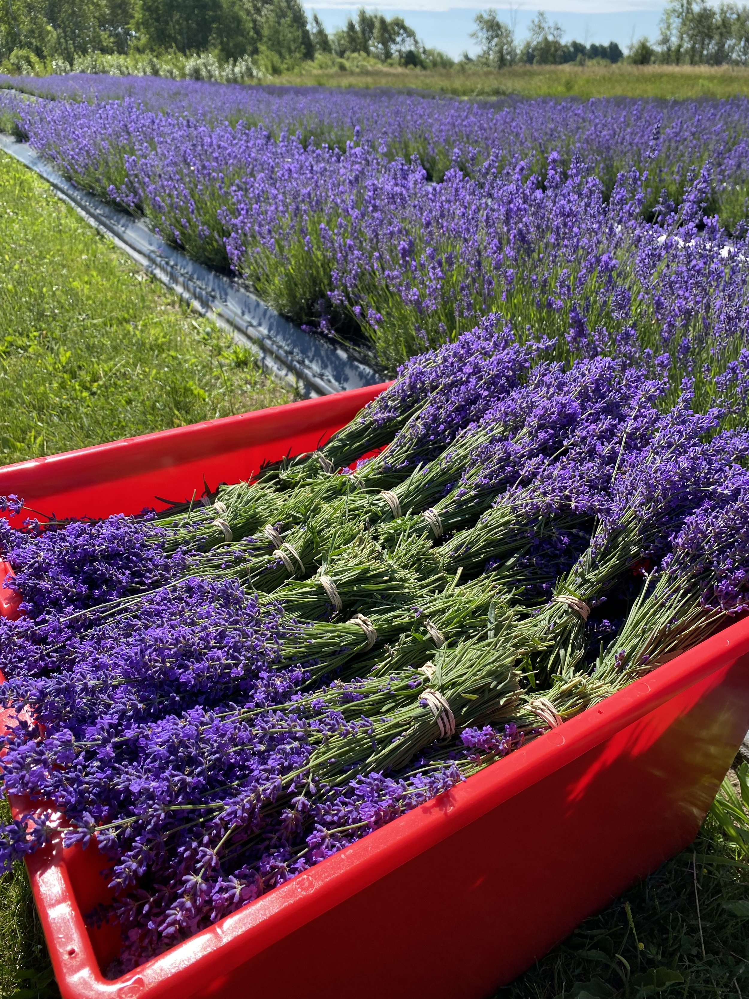 English Lavender and EL Beautiful Purple 2.jpg