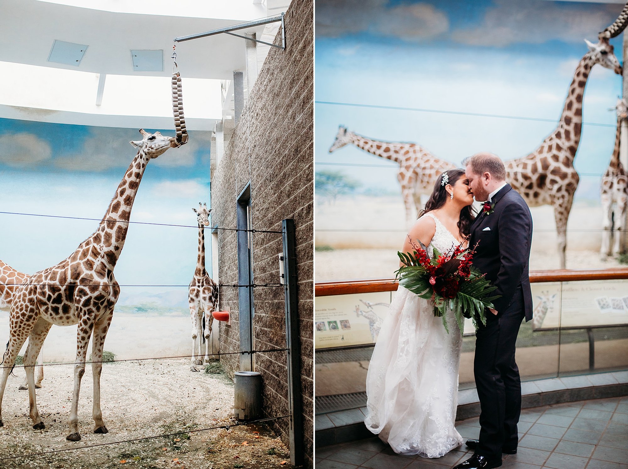 newlyweds kiss during portraits by the giraffe display at the Bronx Zoo
