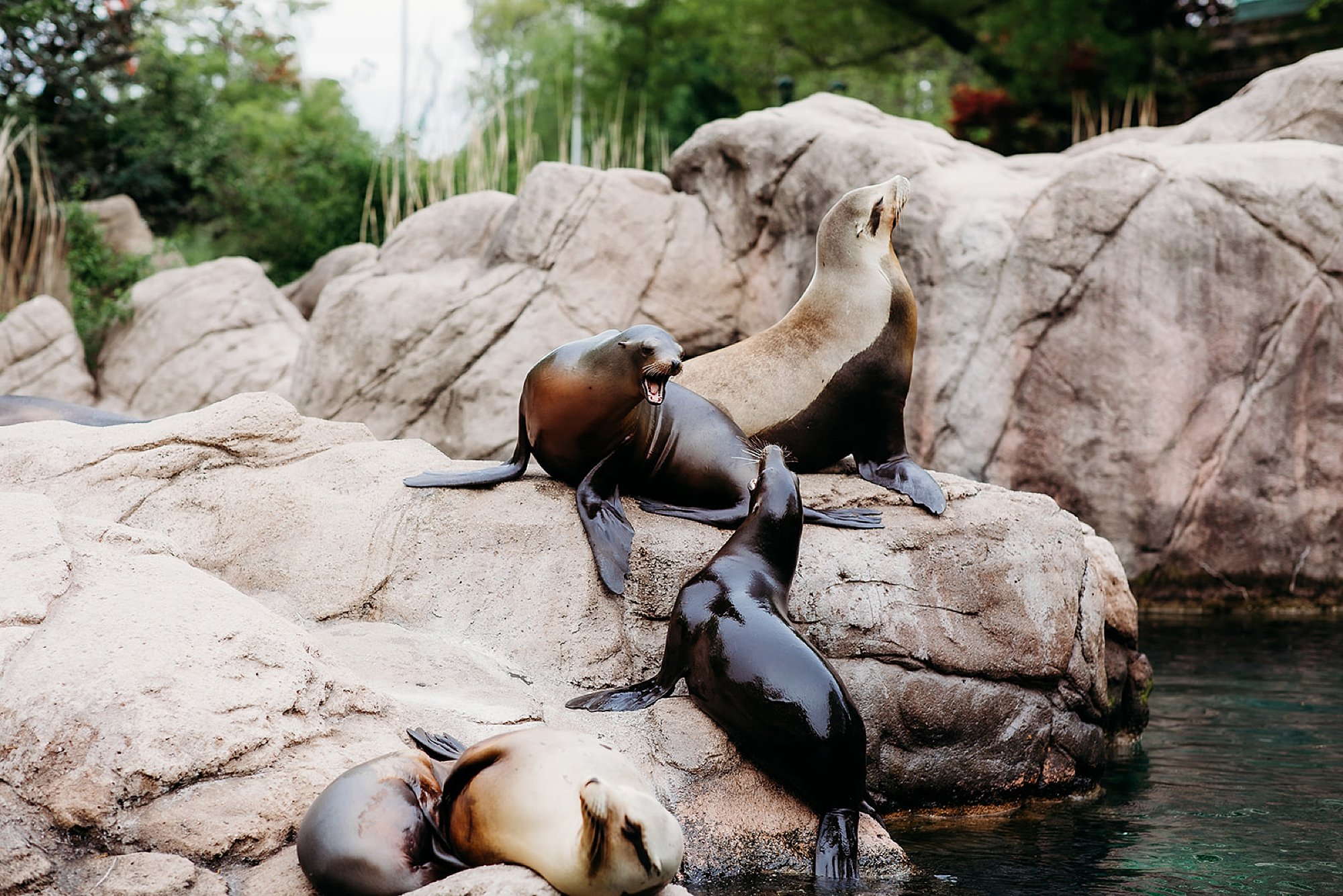 seals play around on rocks at the Bronx Zoo