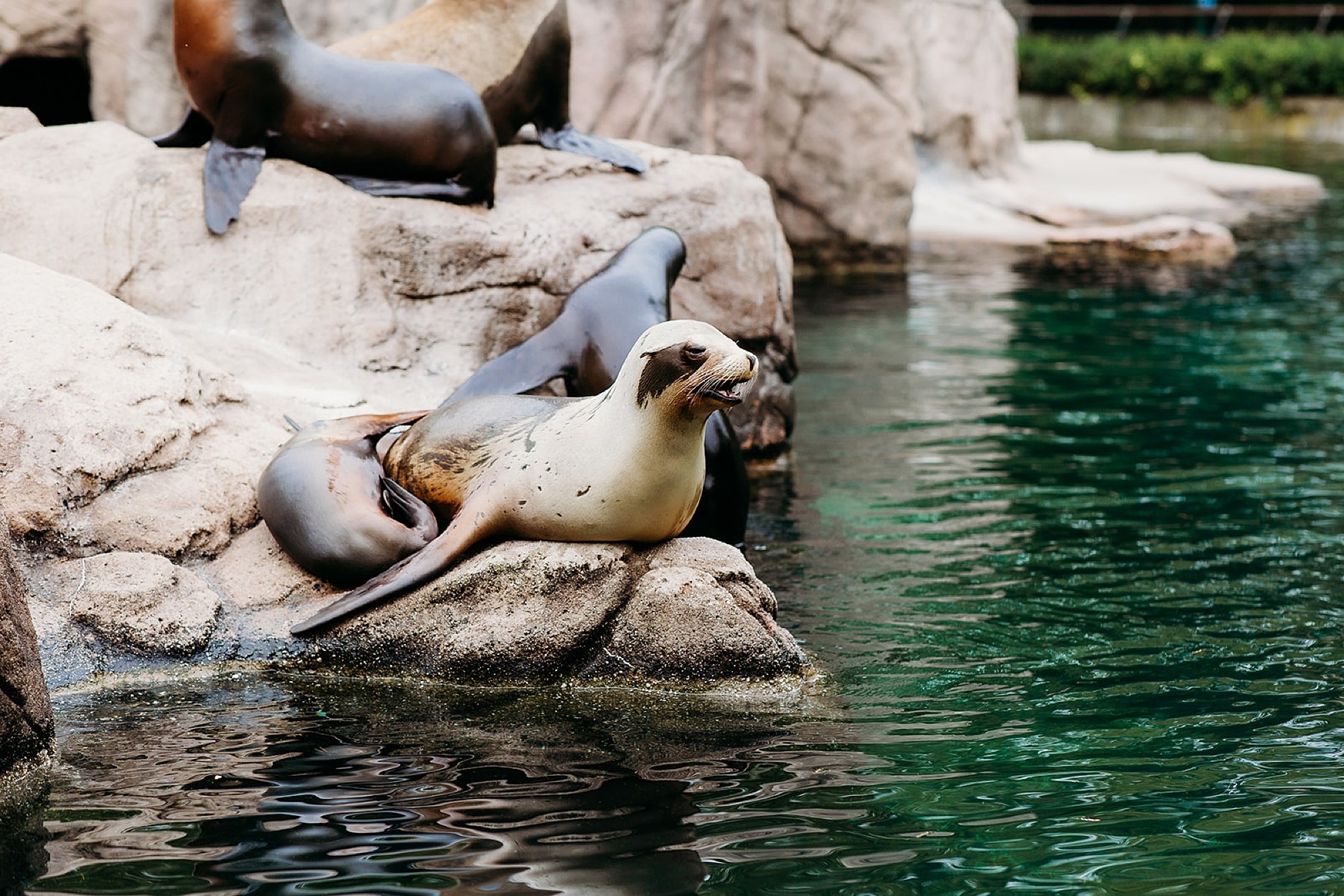 seals hug on rocks at the Bronx Zoo