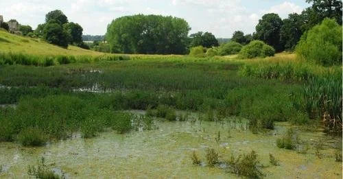 There’s a right way and a wrong way to re-wild. If only the National Trust understood