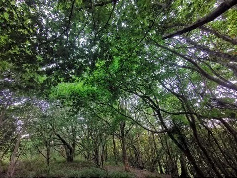 Is the National Trust too cosy with the Labour Government?