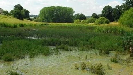 The National Trust drops proposal to turn Sherborne landscape into a swamp