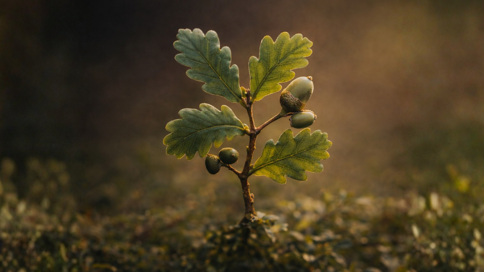 Has the National Trust’s green gamble paid off?