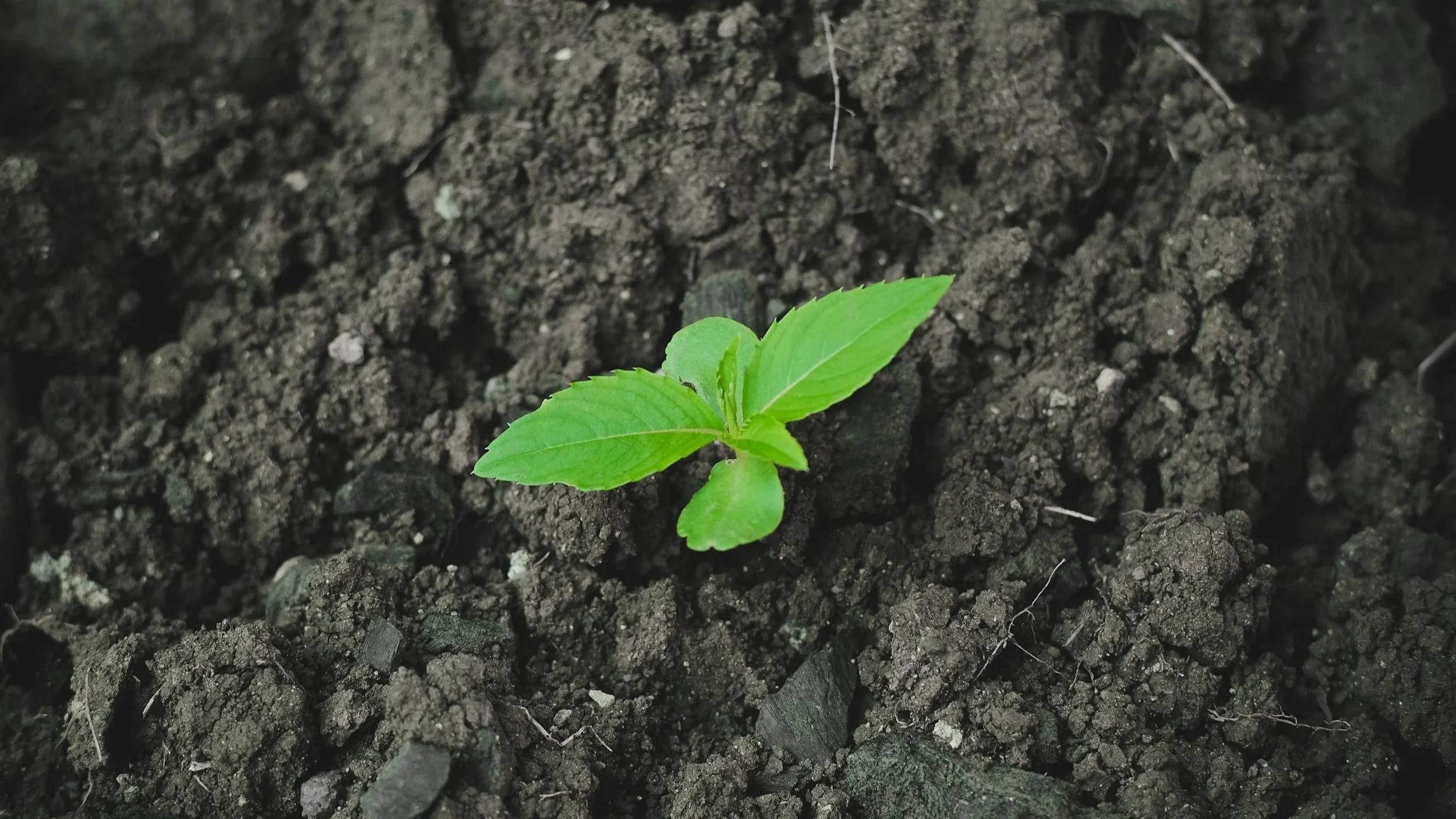 National Trust accused of losing its way — and its money