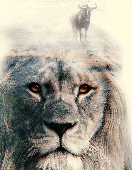 original photos sourced from: unsplash.com/Daniel Schwarz/Remi Jaquaint/Mariola Grobelska