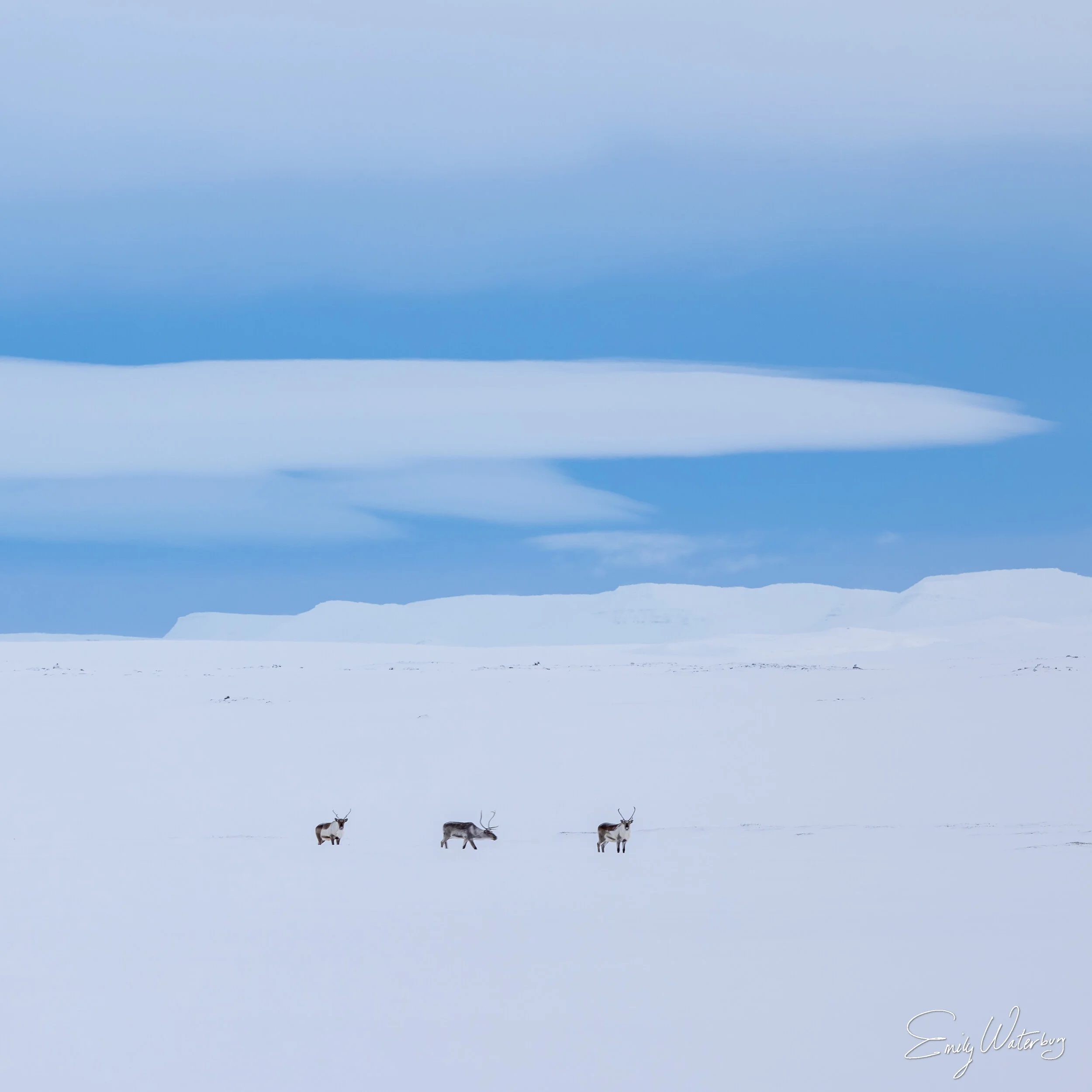 ThreeTinyReindeer_signed.jpg