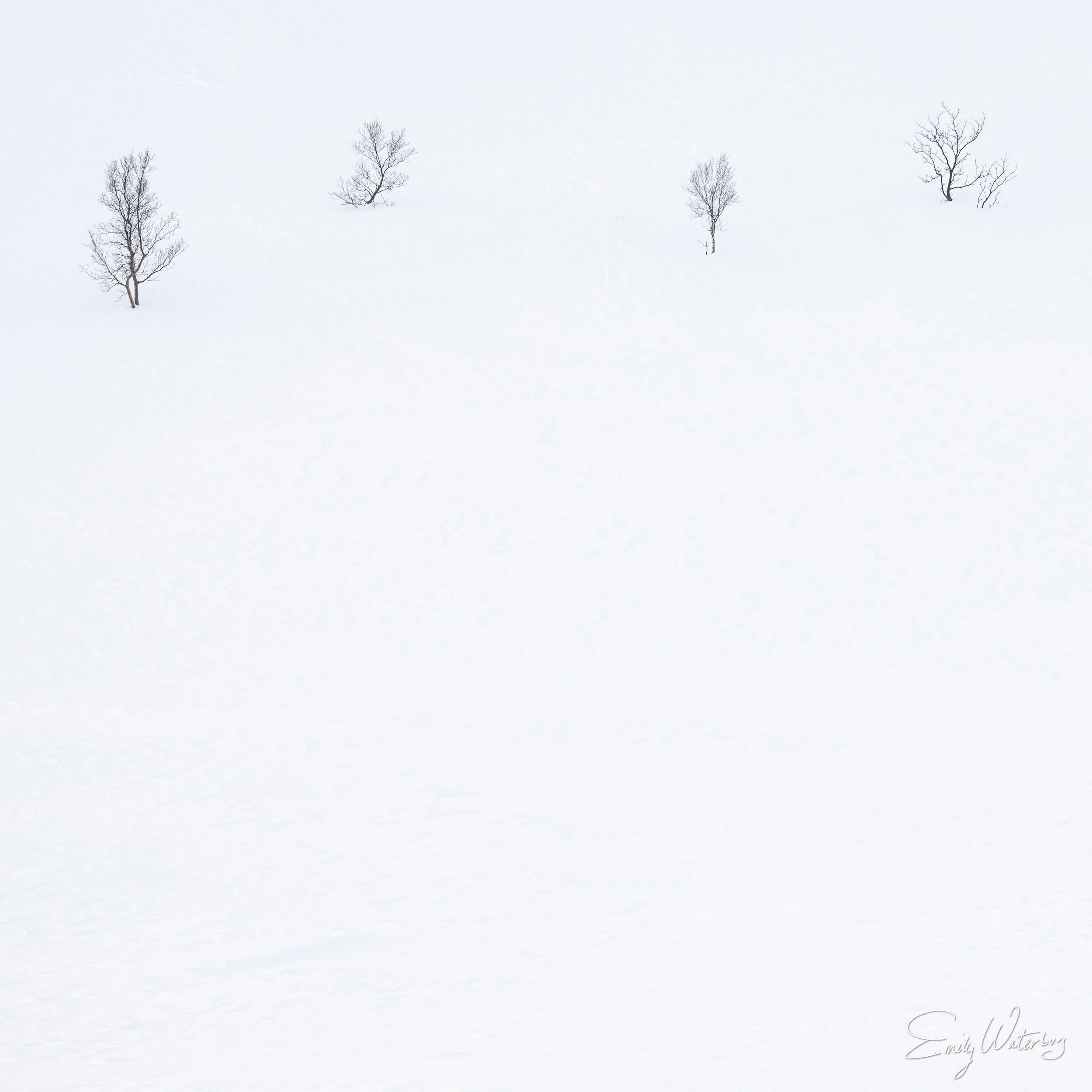 SnowKissedBranches_signed.jpg