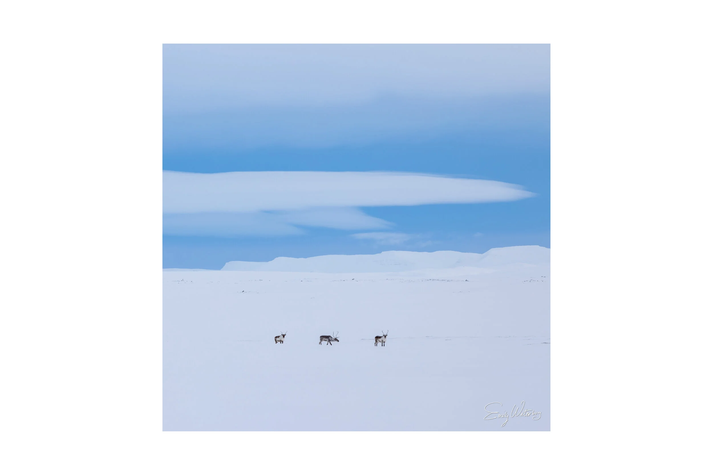 Three Tiny Reindeer
