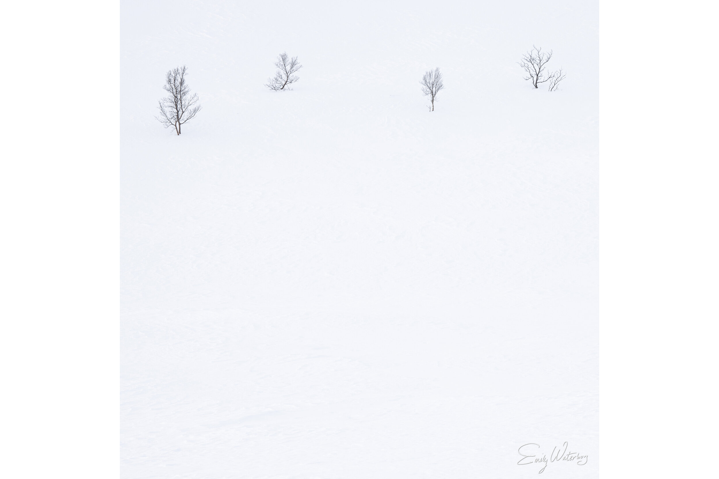 Snow Kissed Branches