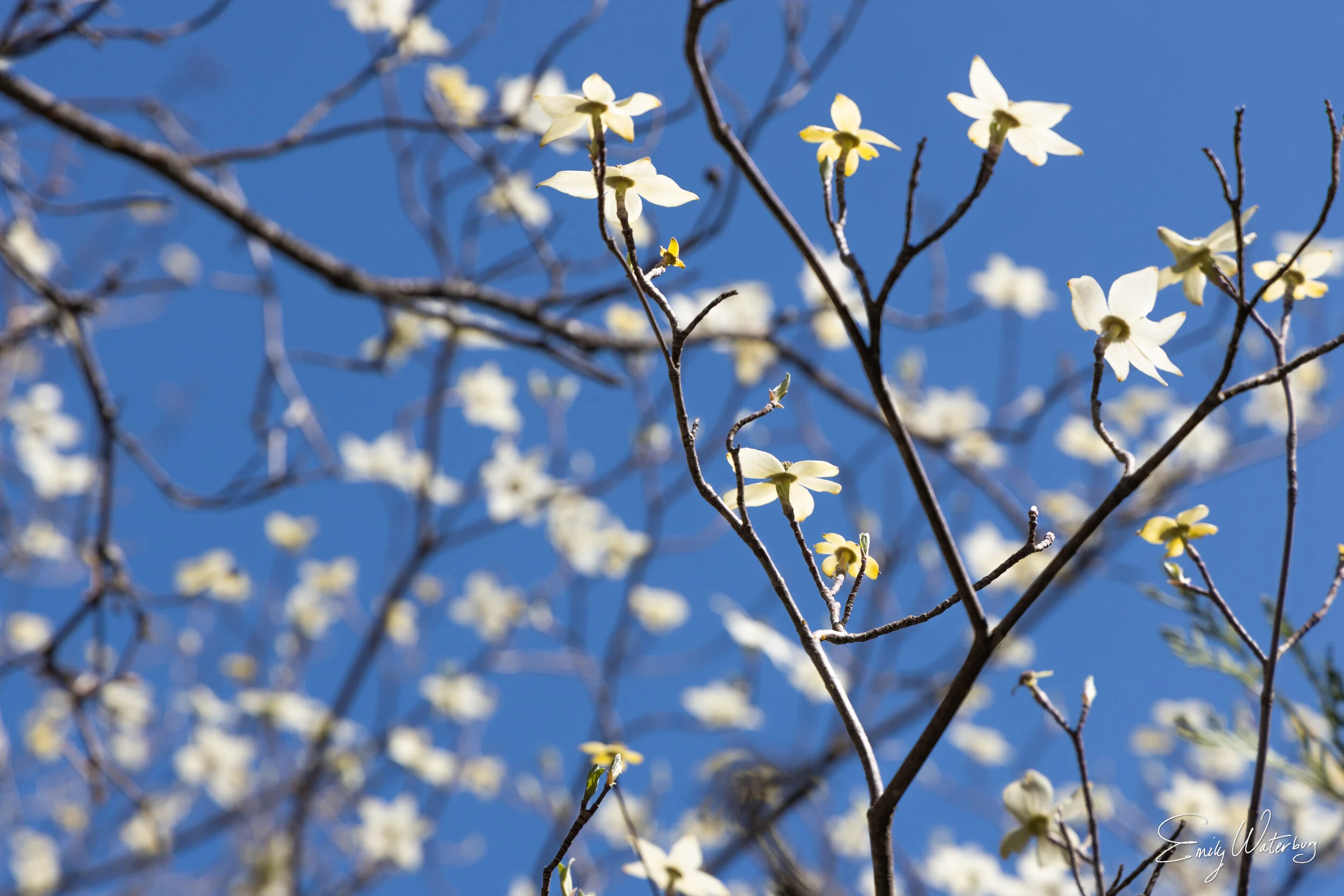 DogwoodAfternoon_signed.jpg