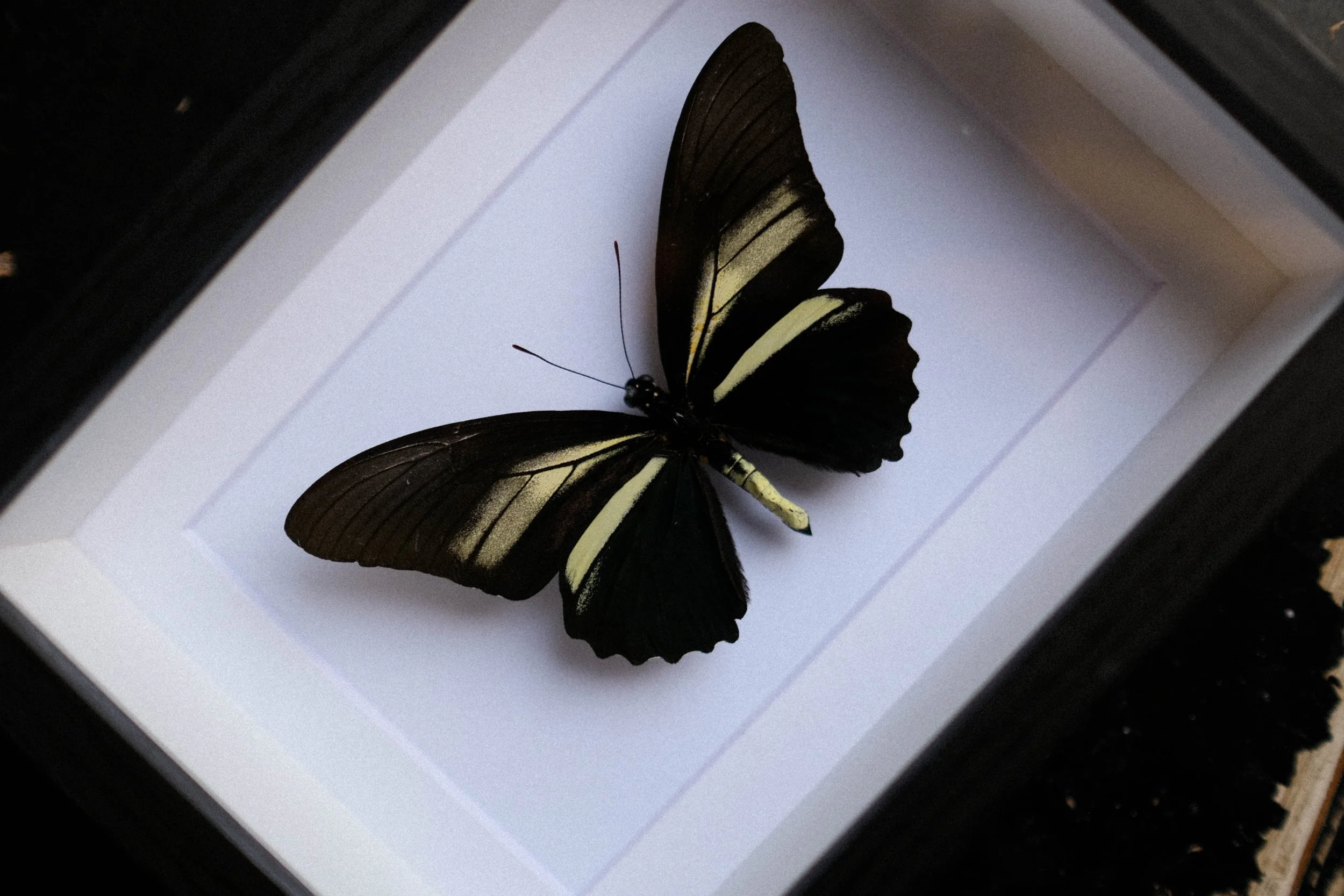 Crassus Swallowtail – Battus Crassus – tattoo & framed specimen
