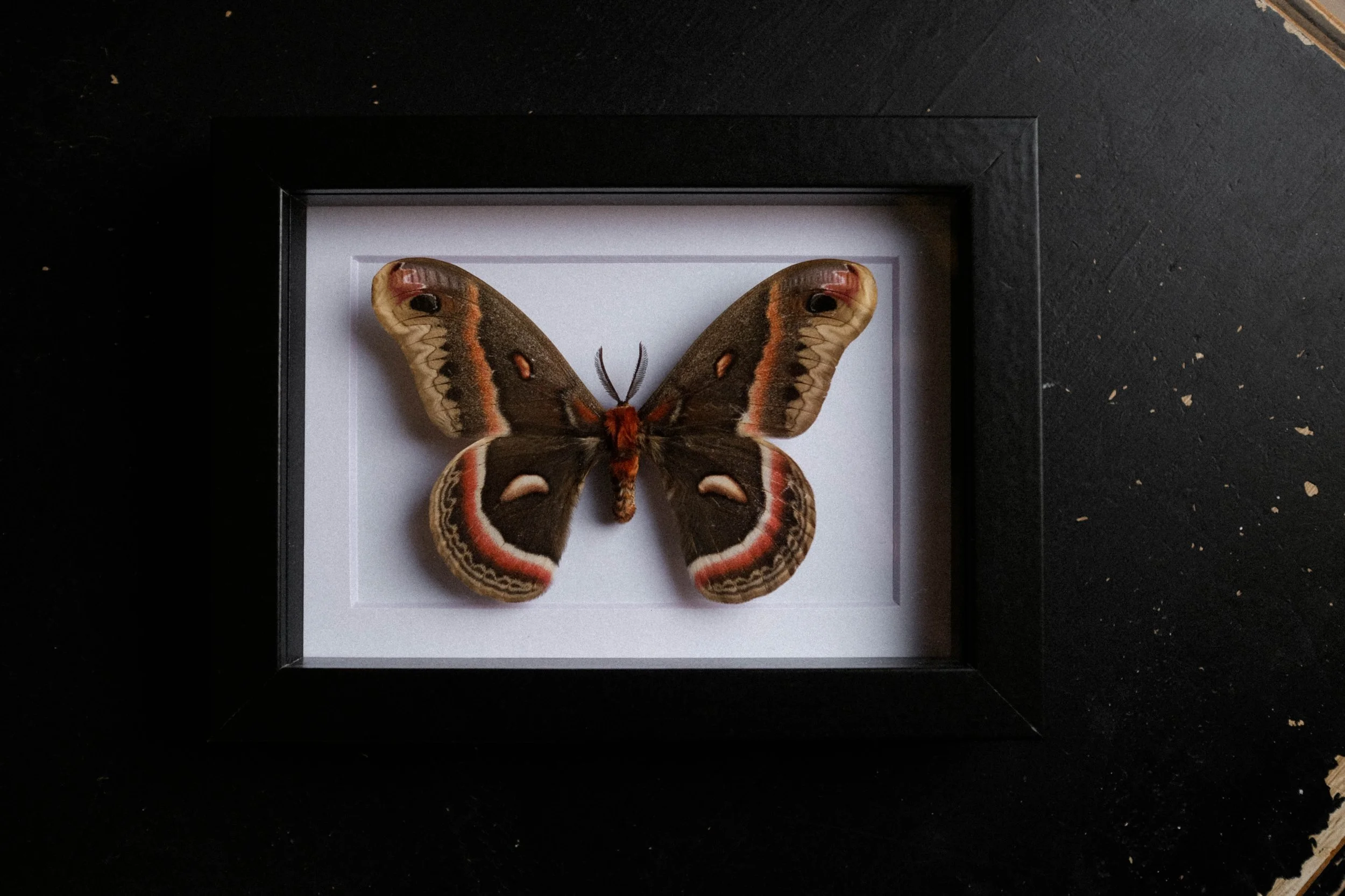 Cecropia Moth – hyalophora cecropia– tattoo & framed specimen