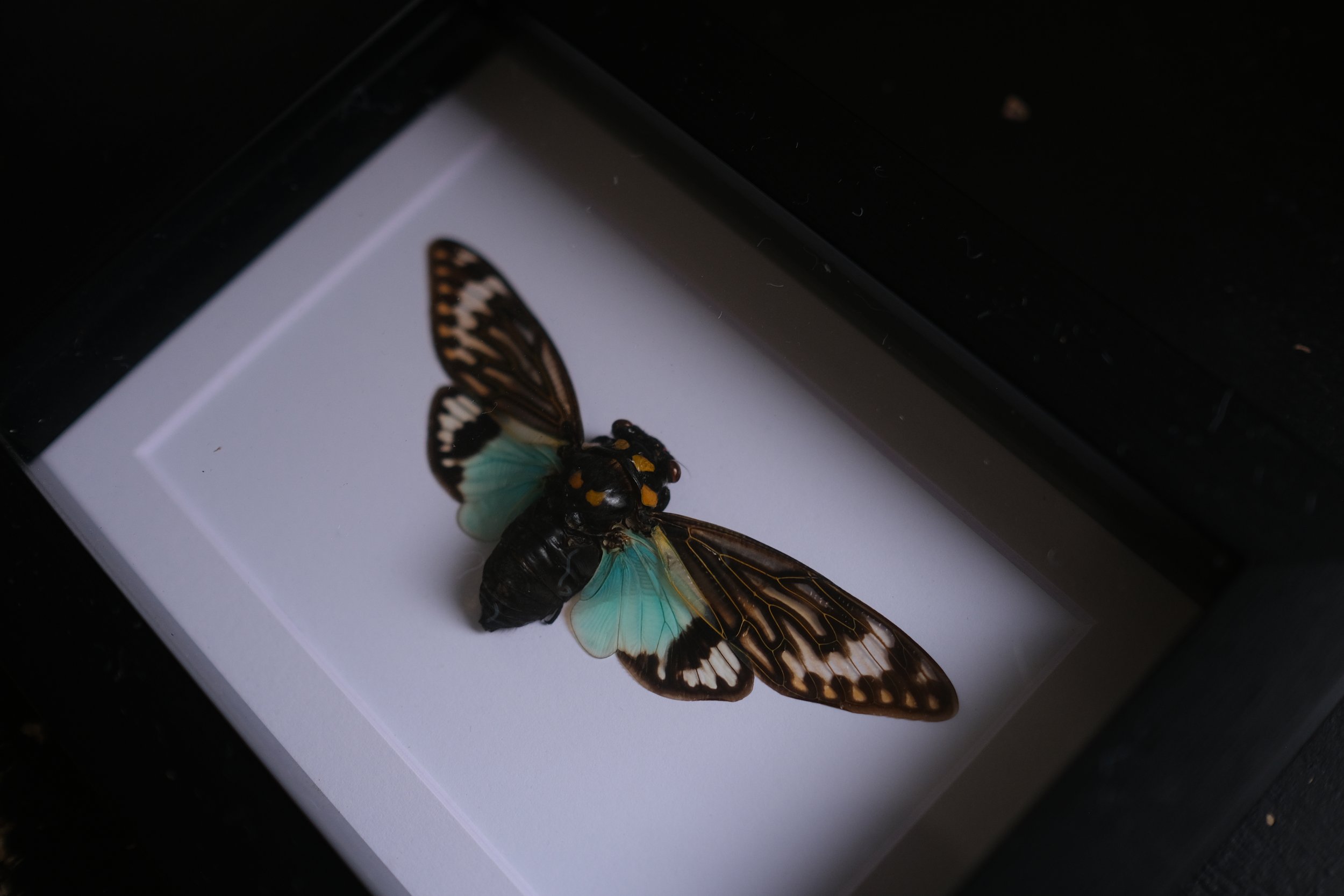 Blue Cicada – tosena splendida – tattoo & framed specimen