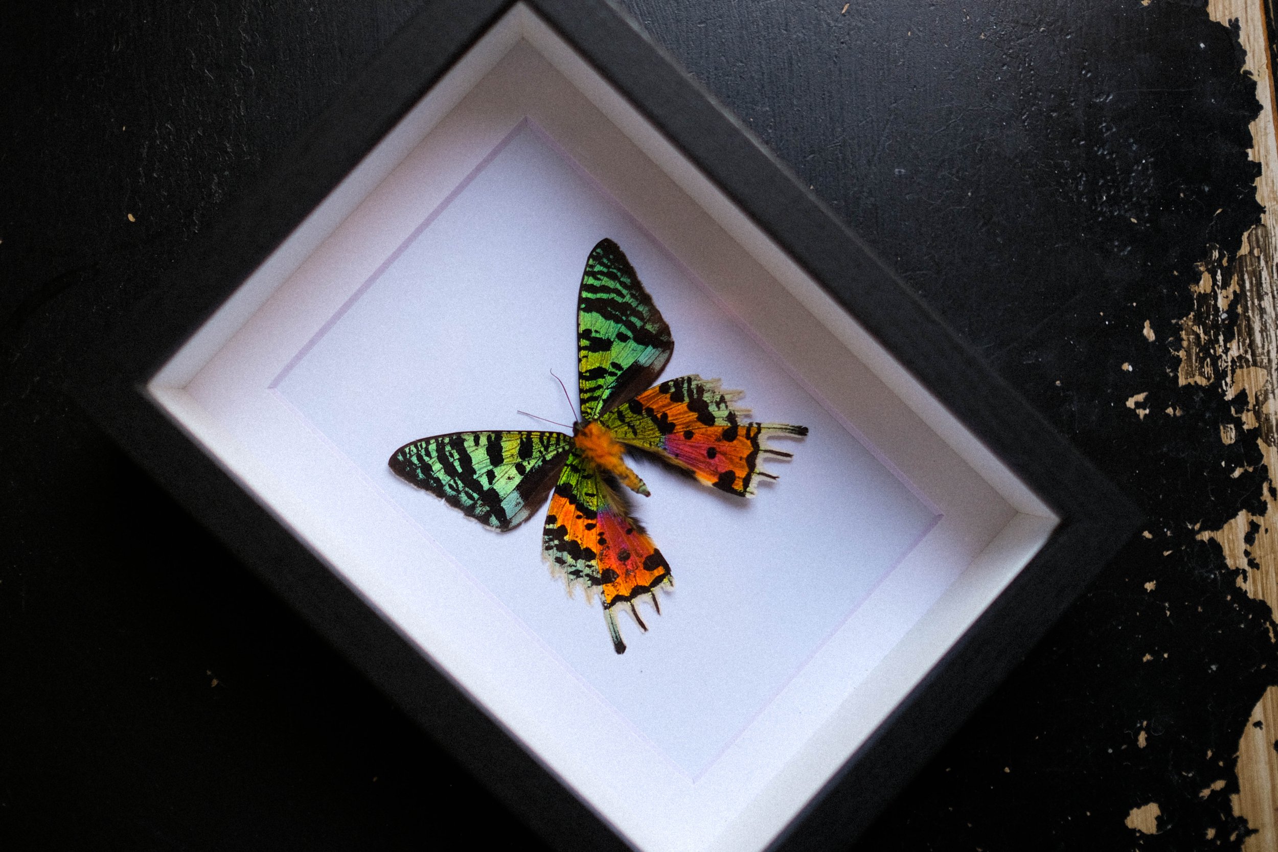 Madagascan Sunset Moth – chrysiridia rhipheus – tattoo & framed specimen