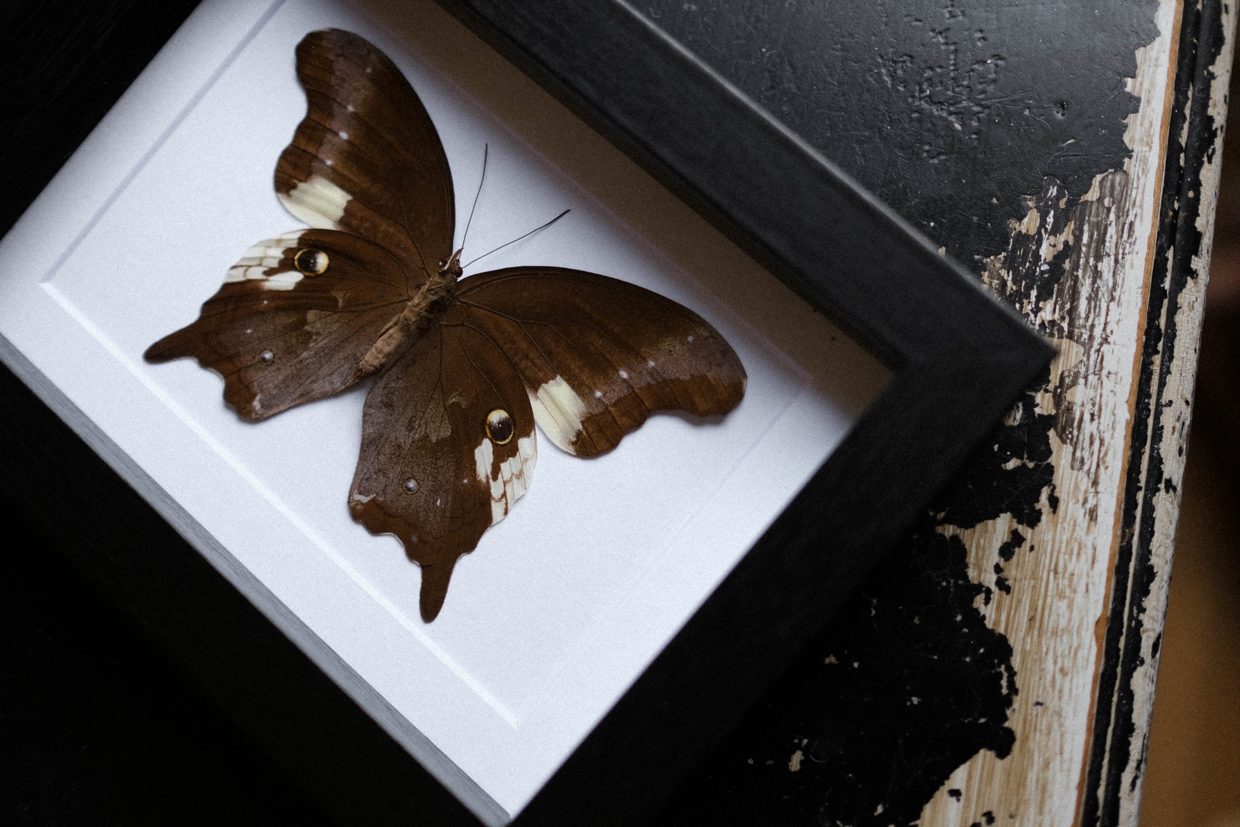 Malayan Owl Butterfly – Neorian Iowii – tattoo & framed specimen