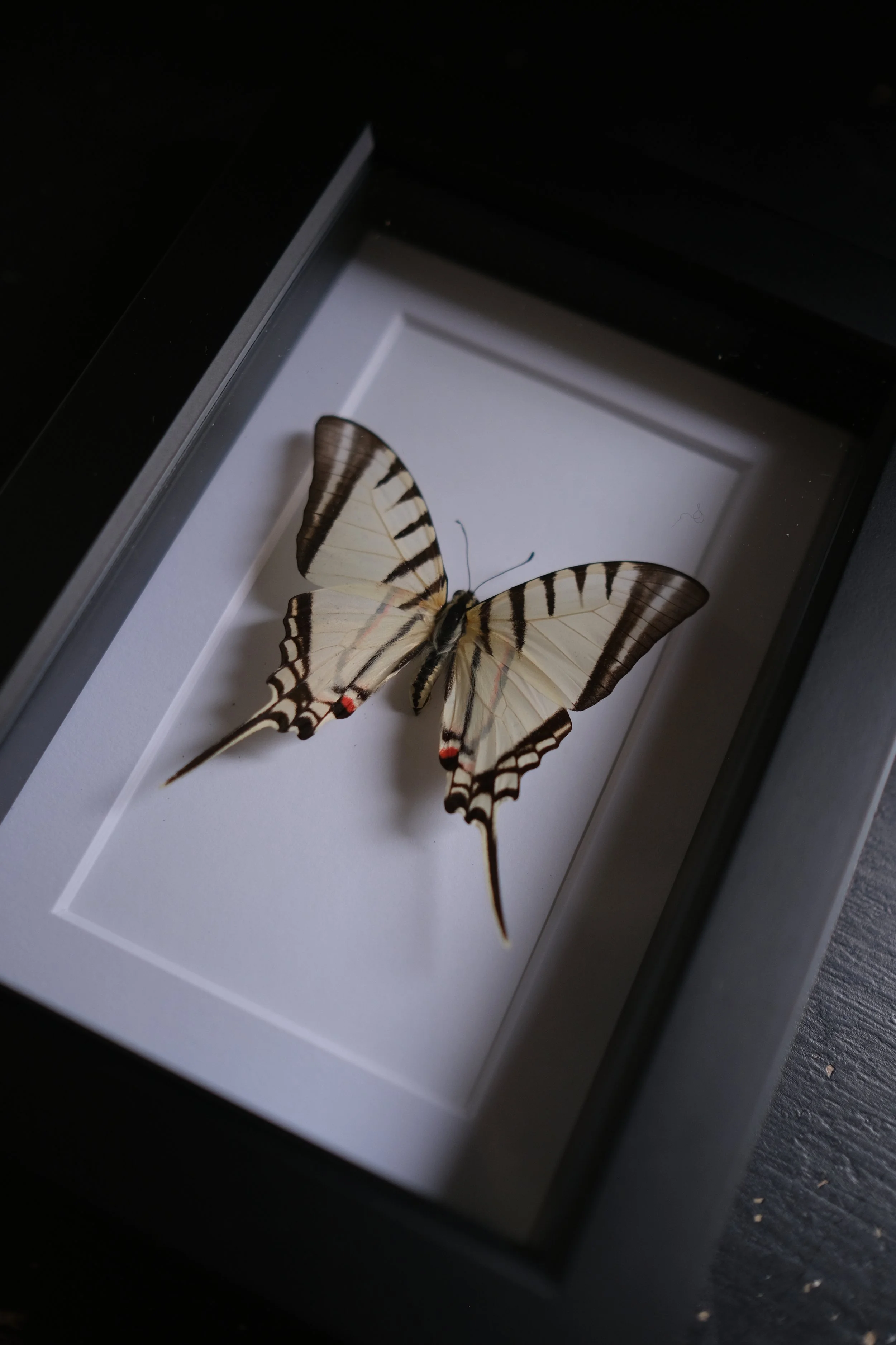 Hispaniola Kite Swallowtail – eurytides tenodesmus– tattoo & framed specimen