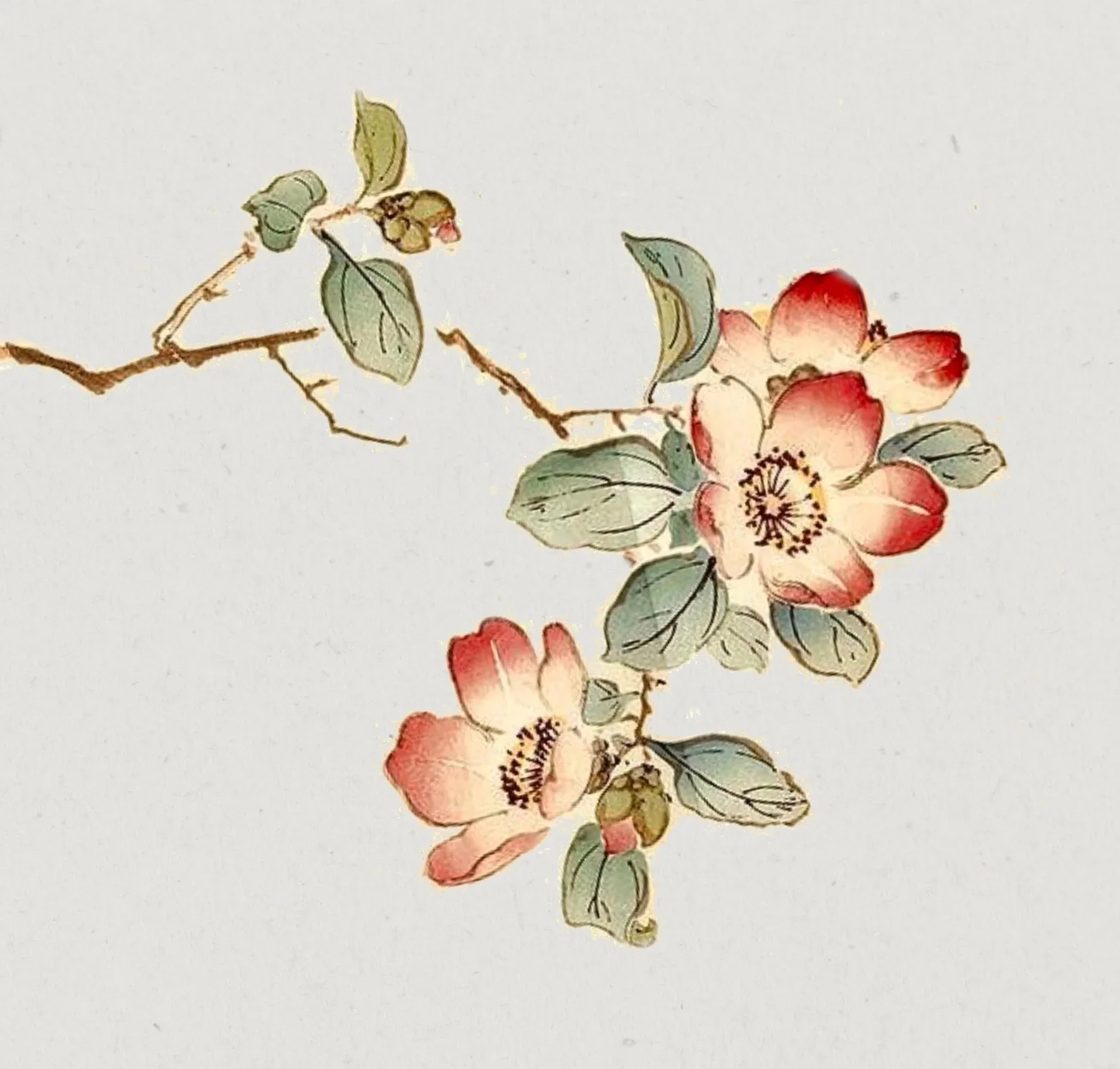 apple blossom 02  | BRUSH | C L A I M E D