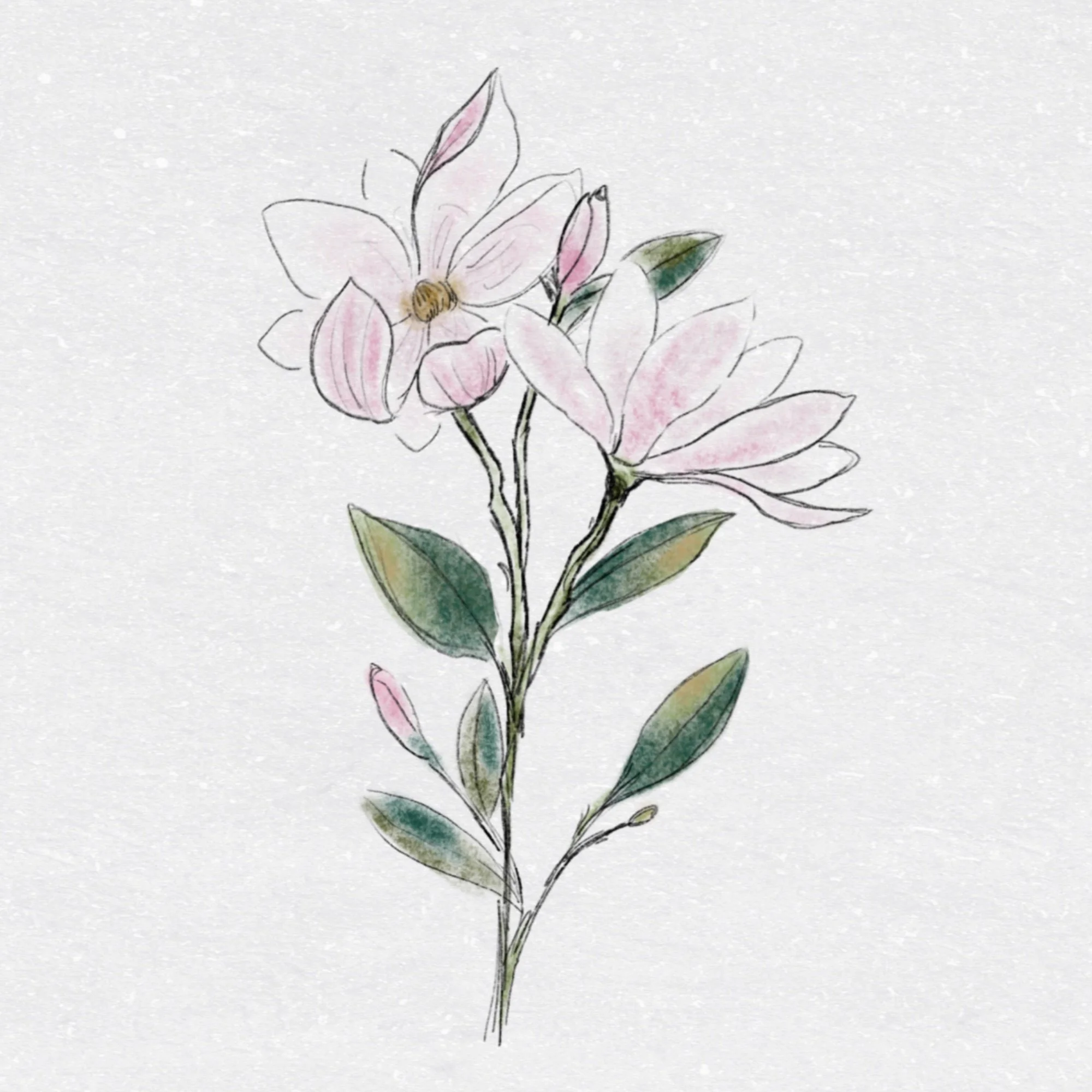 magnolias  | BRUSH