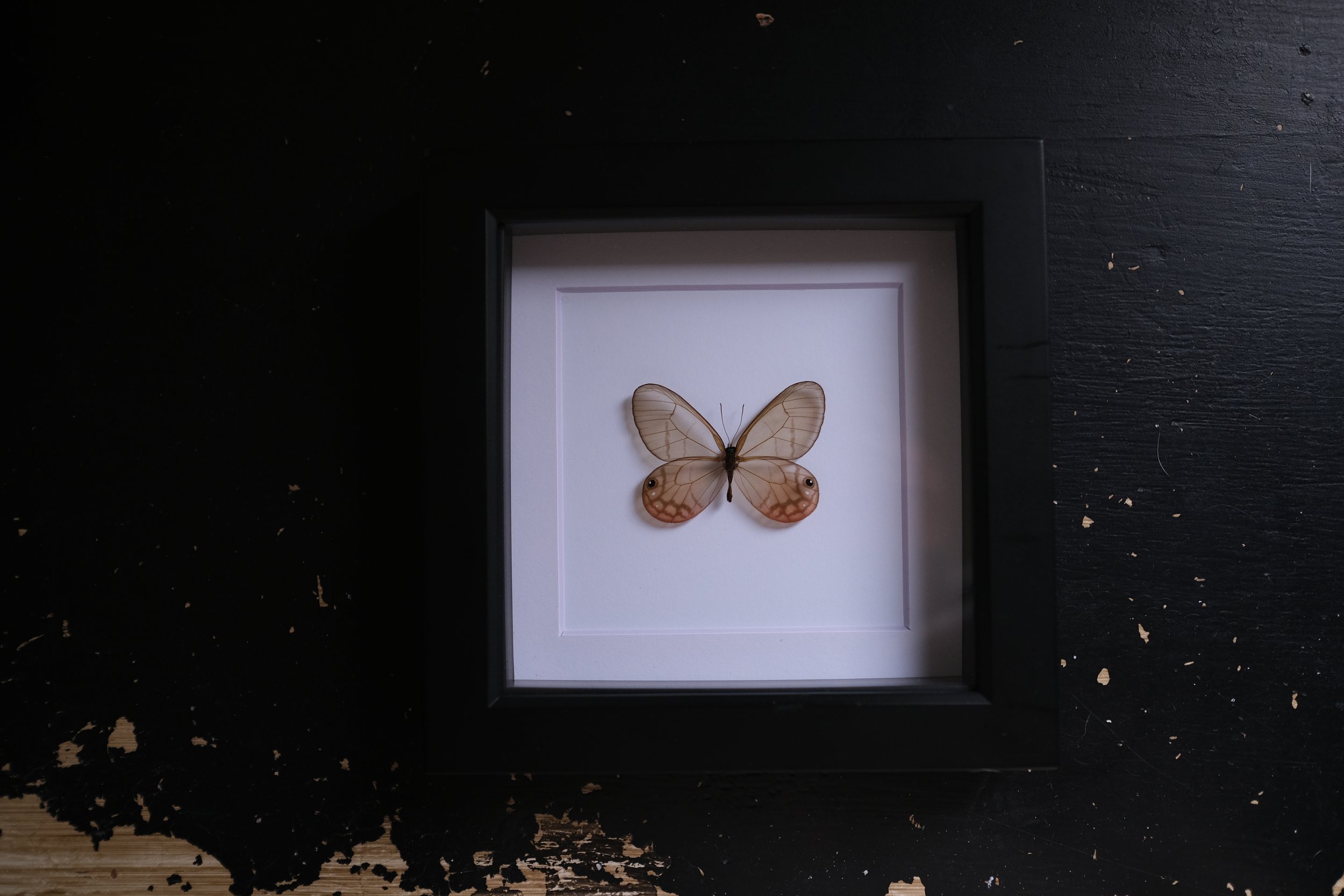 Blushing Phantom – cithaerias merolina – tattoo & framed specimen
