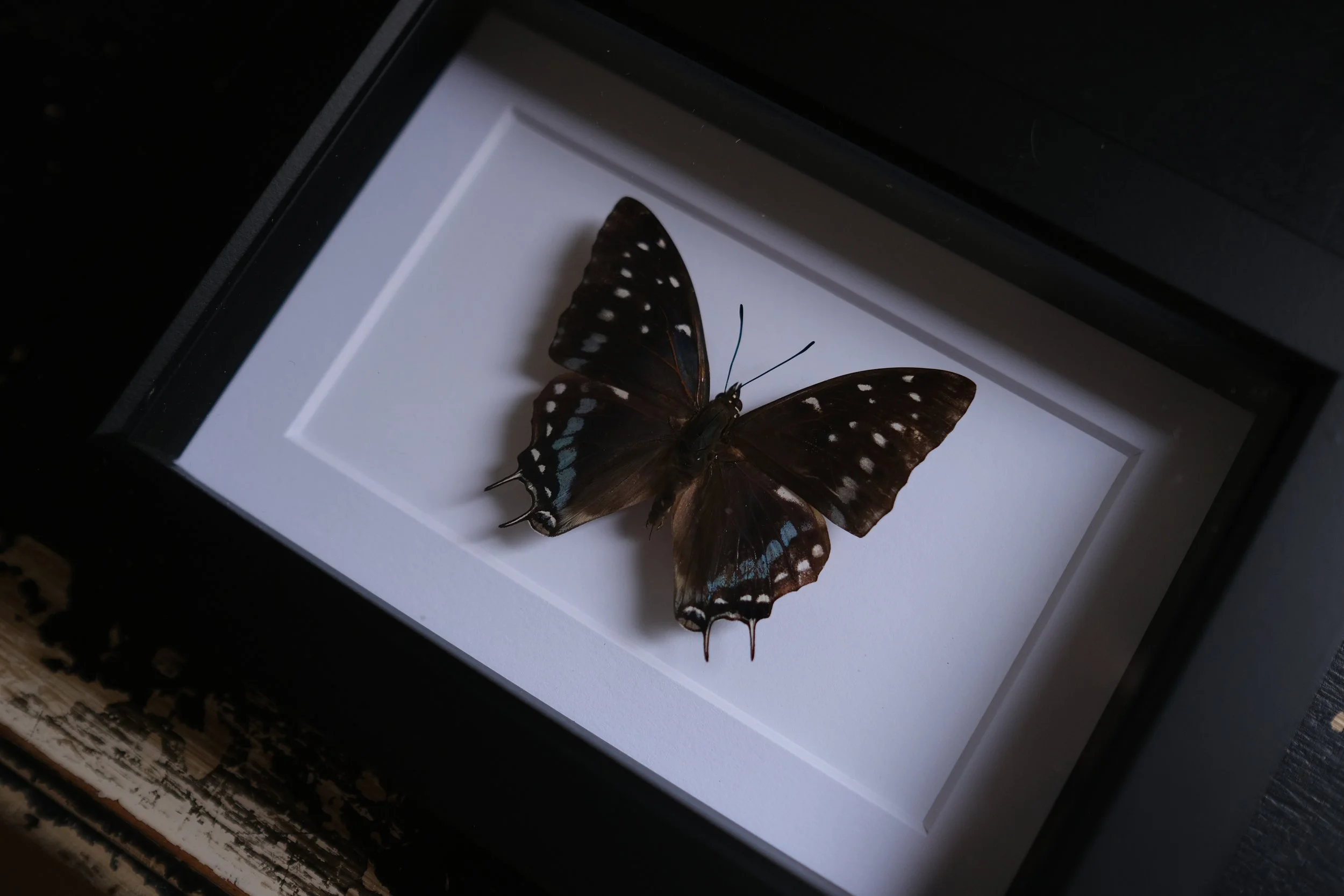 Savannah Charaxes – charades etesipe – tattoo & framed specimen