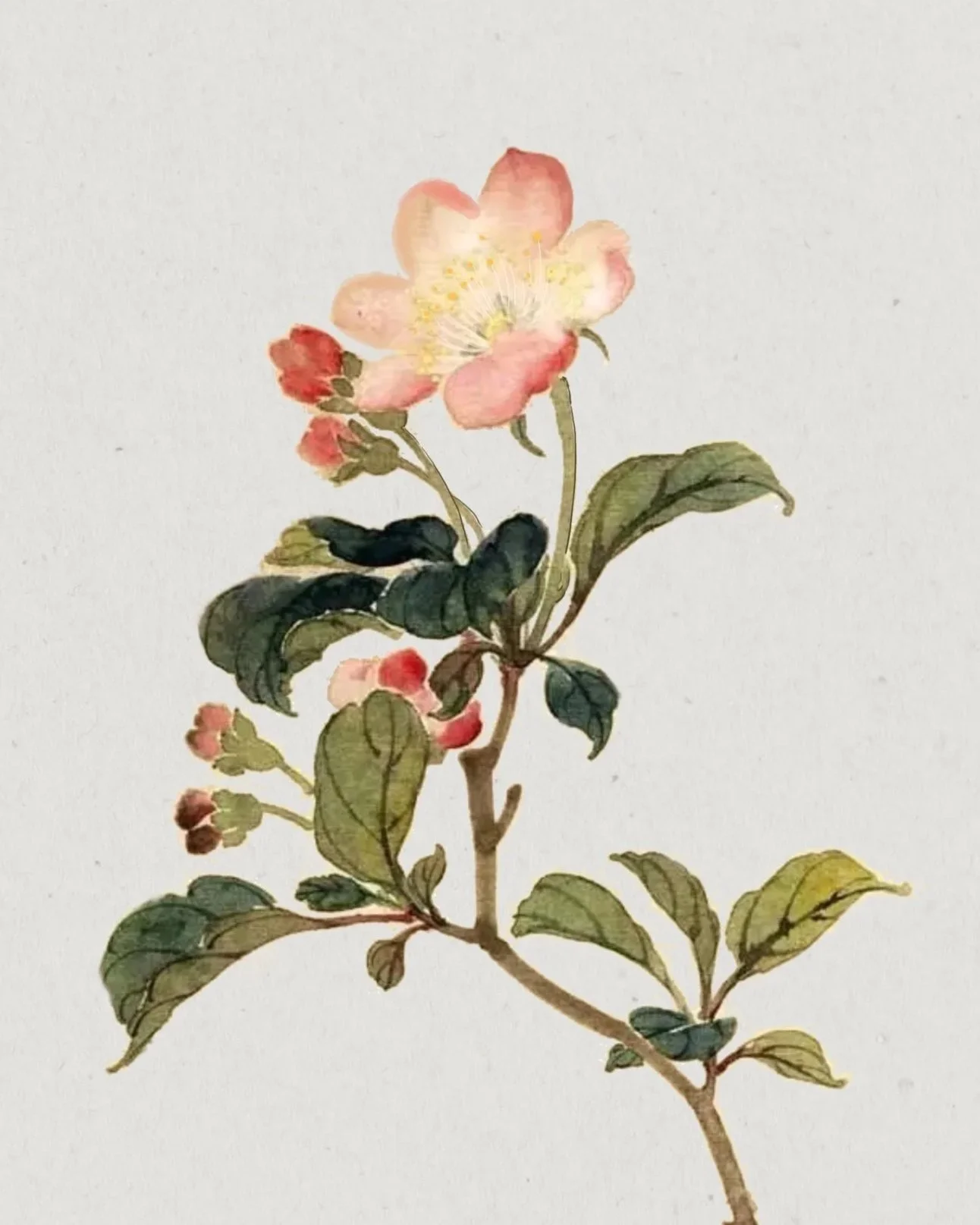 apple blossom | C L A I M E D
