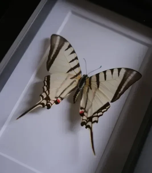 Hispaniola Kite Swallowtail