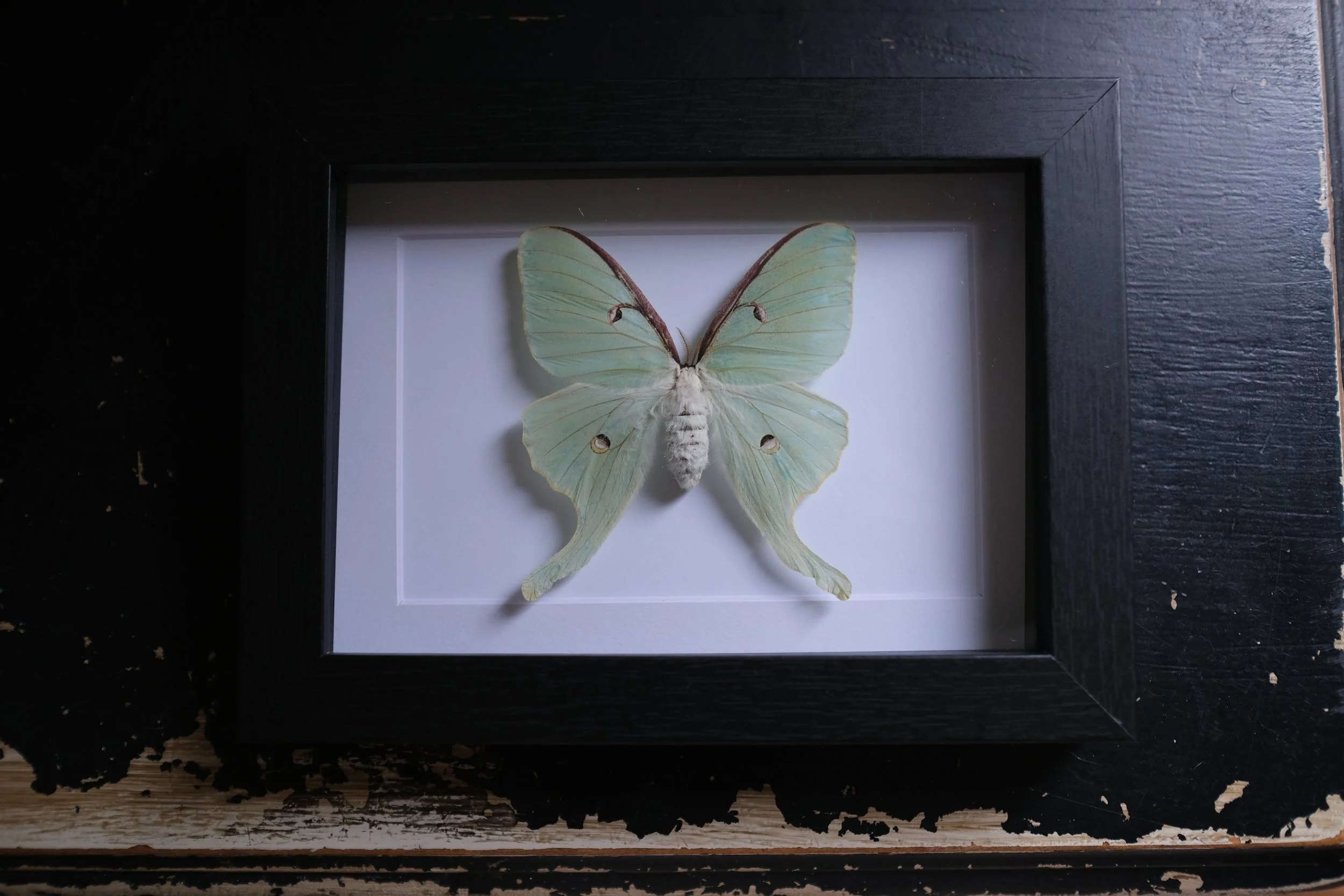 Luna Moth – actias luna  – tattoo & framed specimen