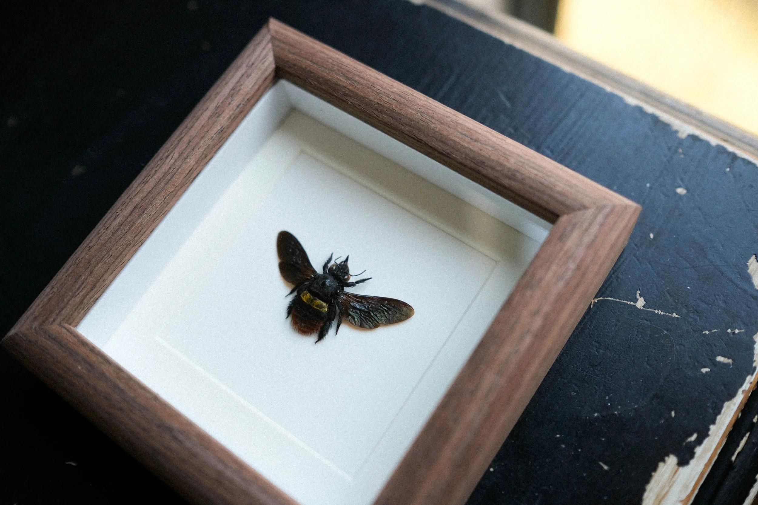 Tricolored Carpenter Bee – Xylocopa Tricolor – tattoo & framed specimen
