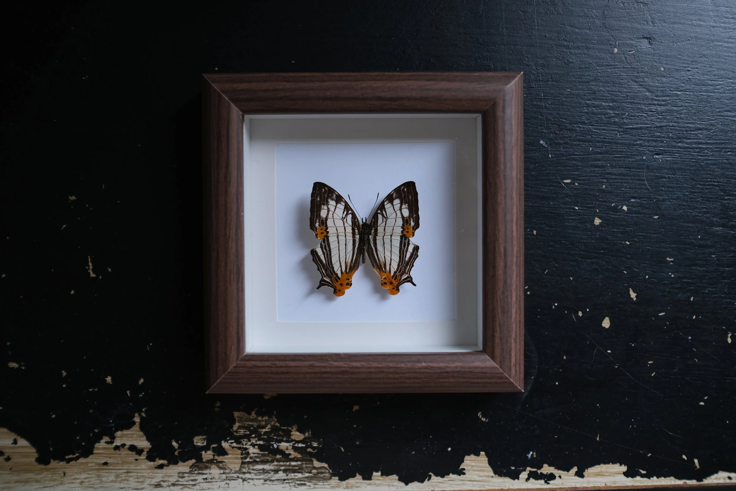 Common Mapwing – cyrestic thyodamas – tattoo & framed specimen