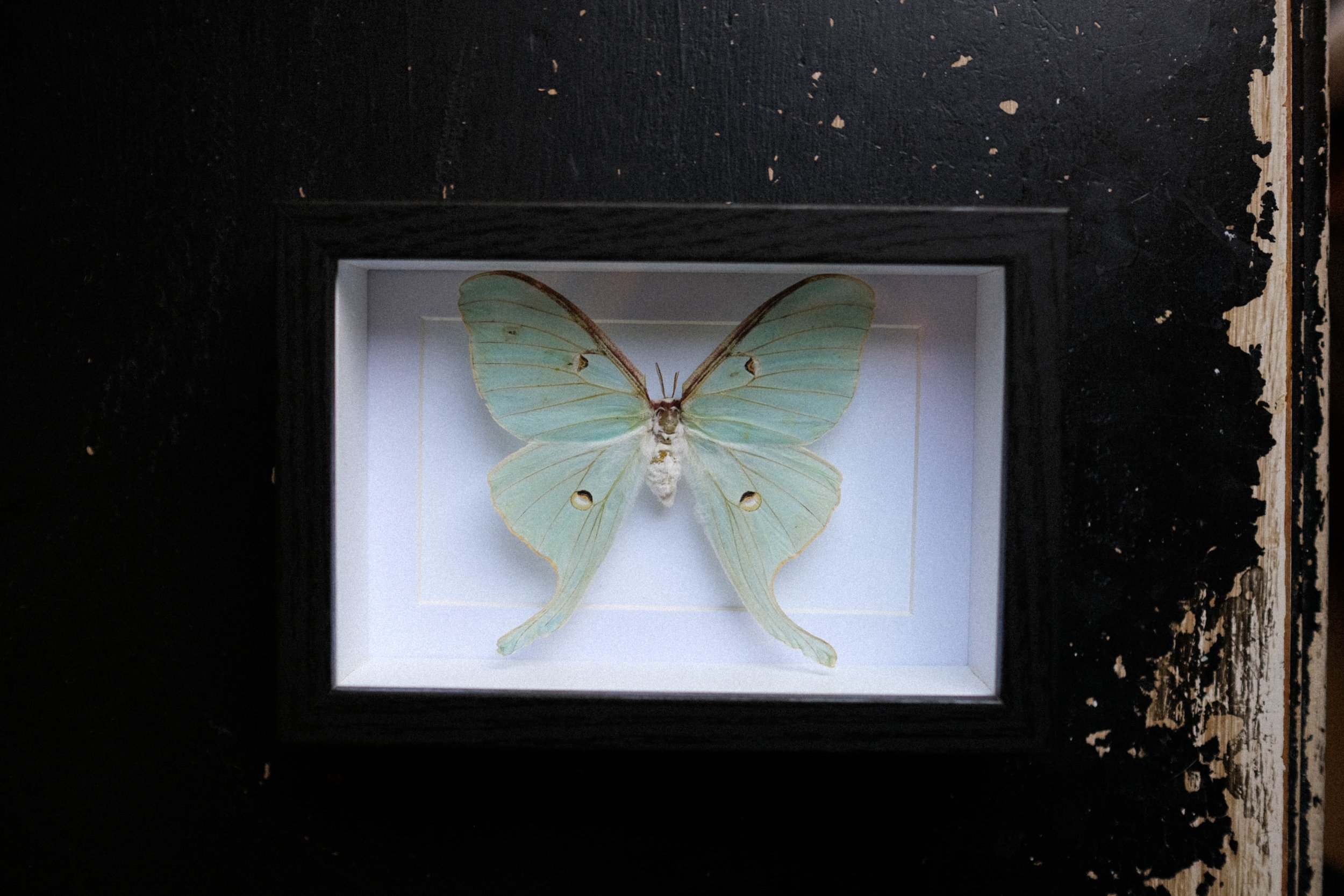 Luna Moth – actias luna  – tattoo & framed specimen