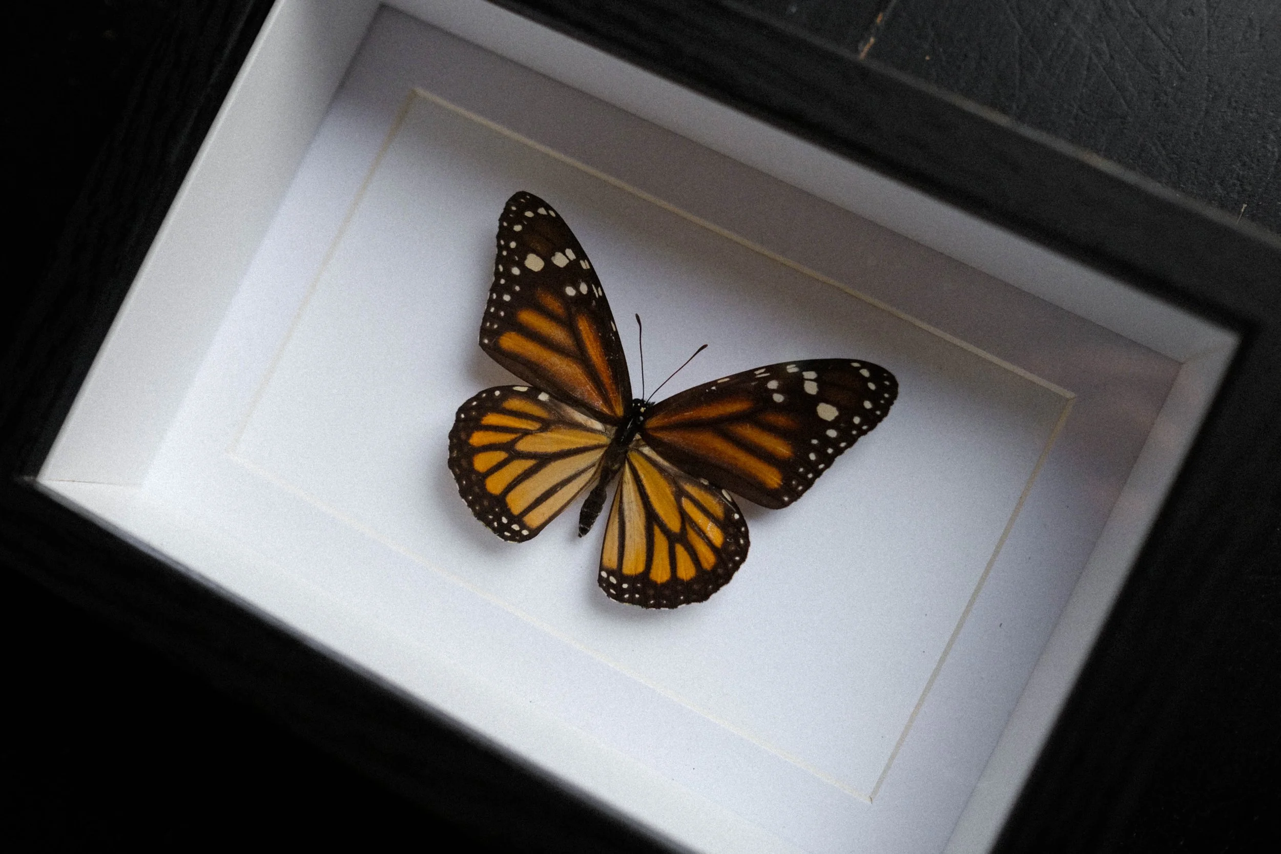 Western Monarch – Danaus Plexippus – tattoo & framed specimen