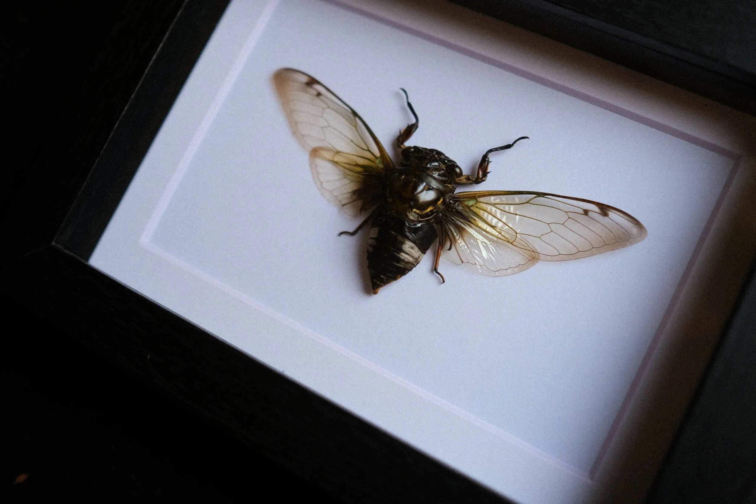 Black Clearwing Cicada – Cryptotympana acuta – tattoo & framed specimen