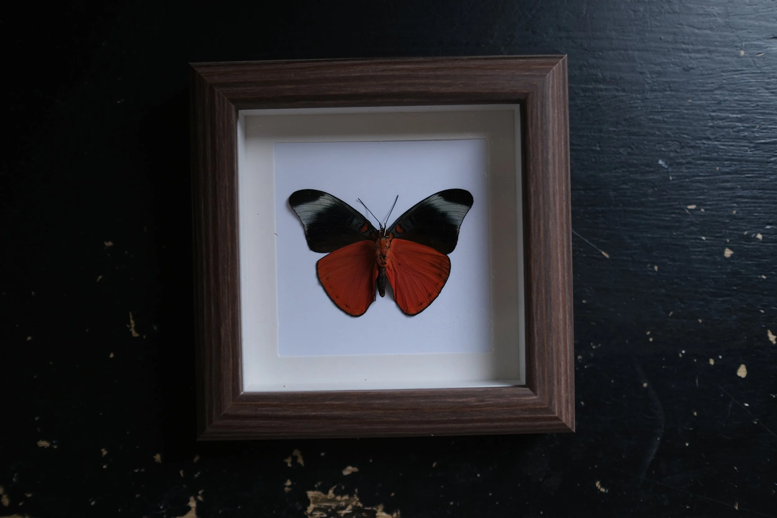 Prola Beauty / Red Flasher – tattoo & framed specimen