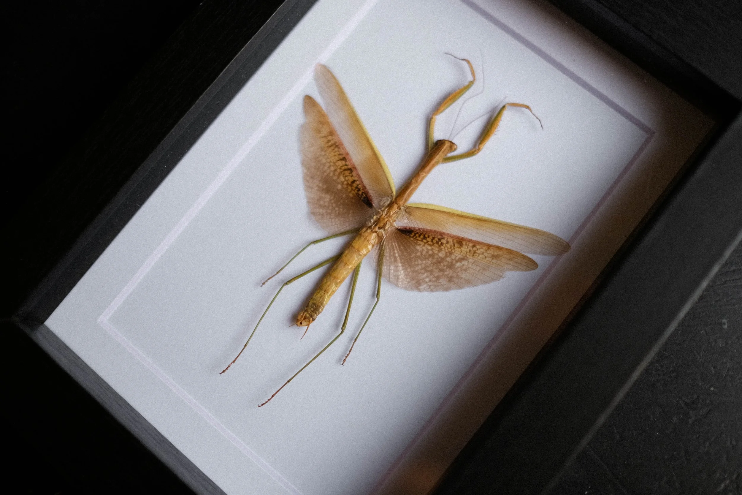 Japanese Giant Mantis – Tenodera Aridifolia – tattoo & framed specimen
