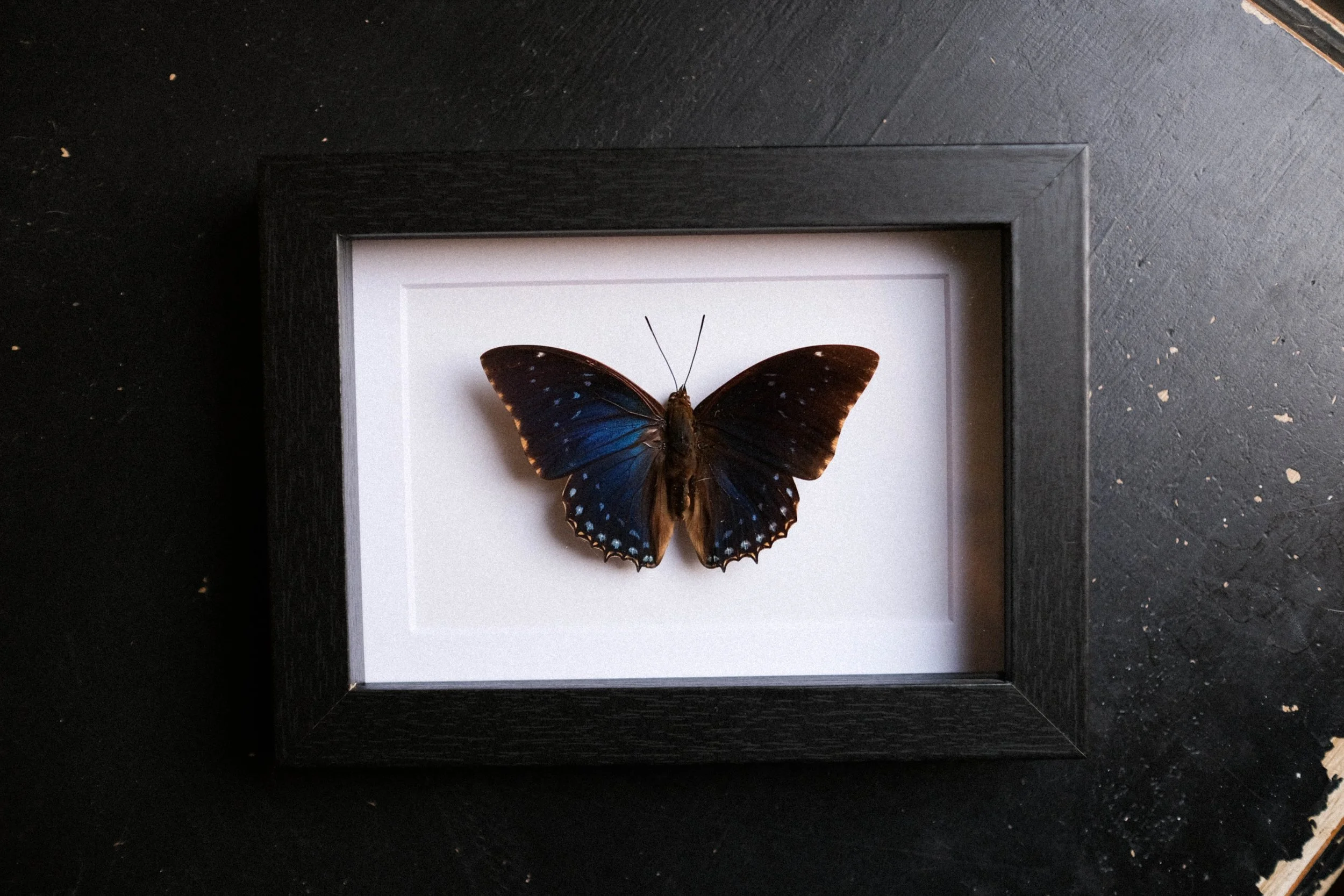 Common Blue Charaxes – Charaxes Tiridates – tattoo & framed specimen