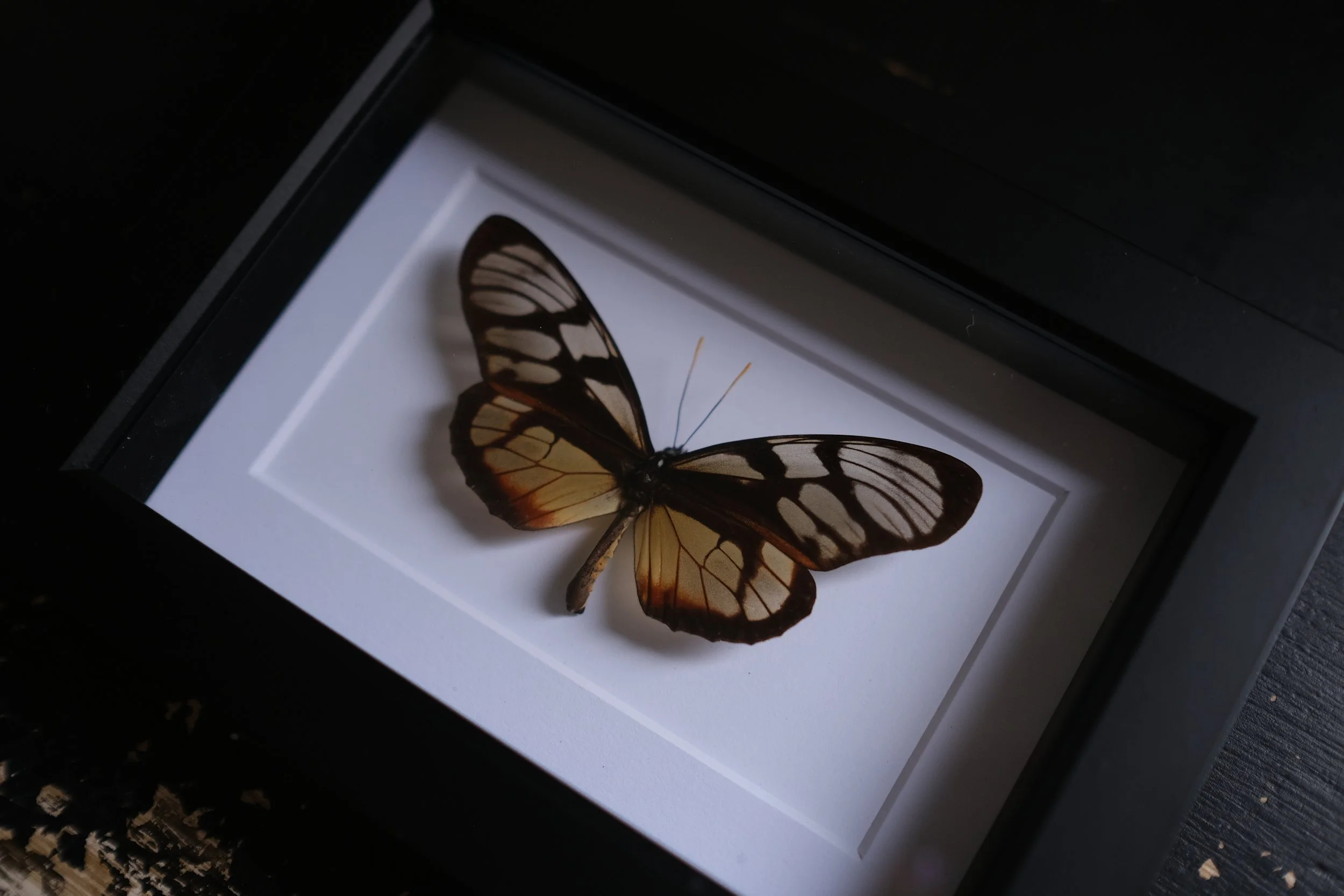 Clearwing Mimic - Queen lycorea ilione – tattoo & framed specimen