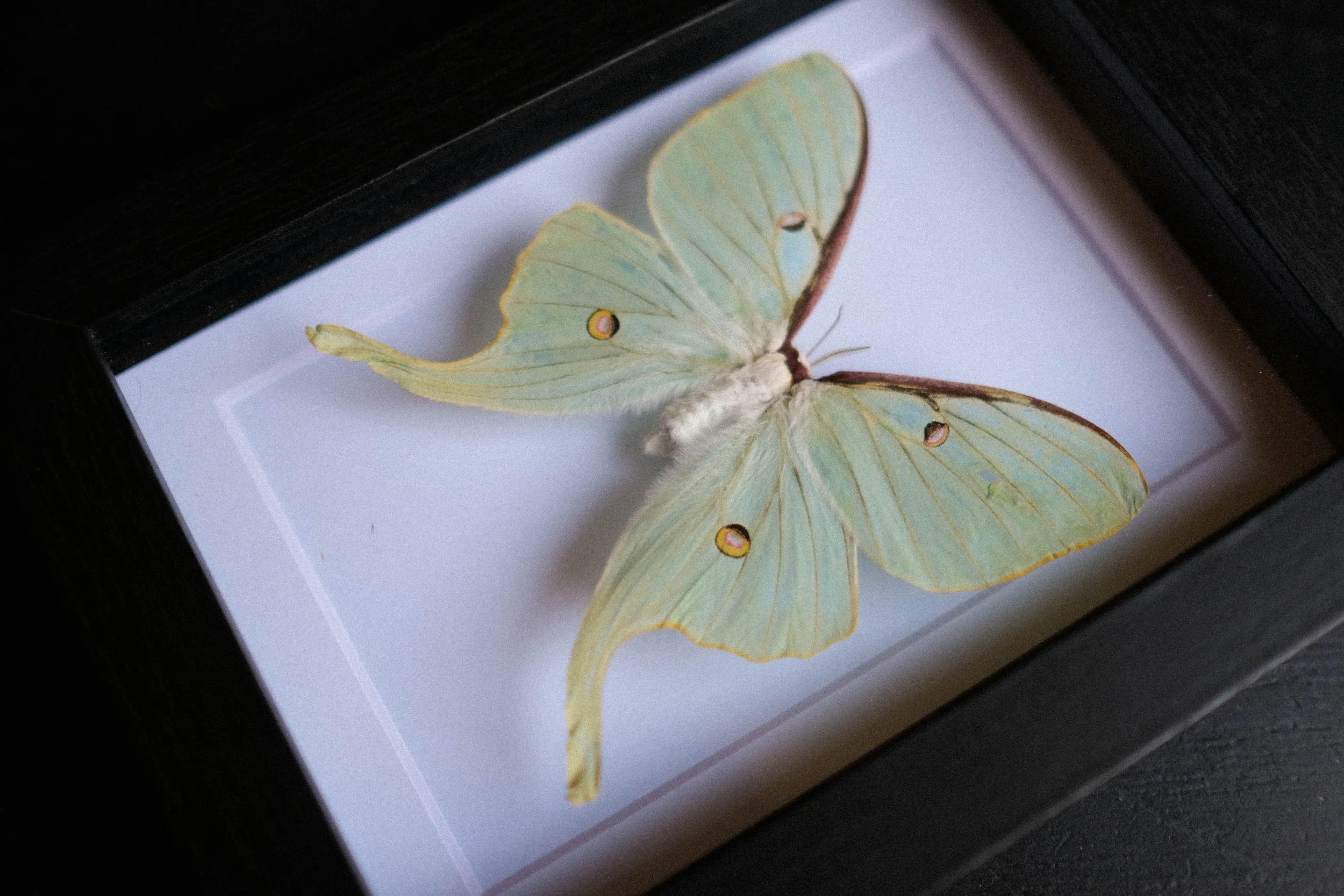 Luna Moth – actias luna  – tattoo & framed specimen