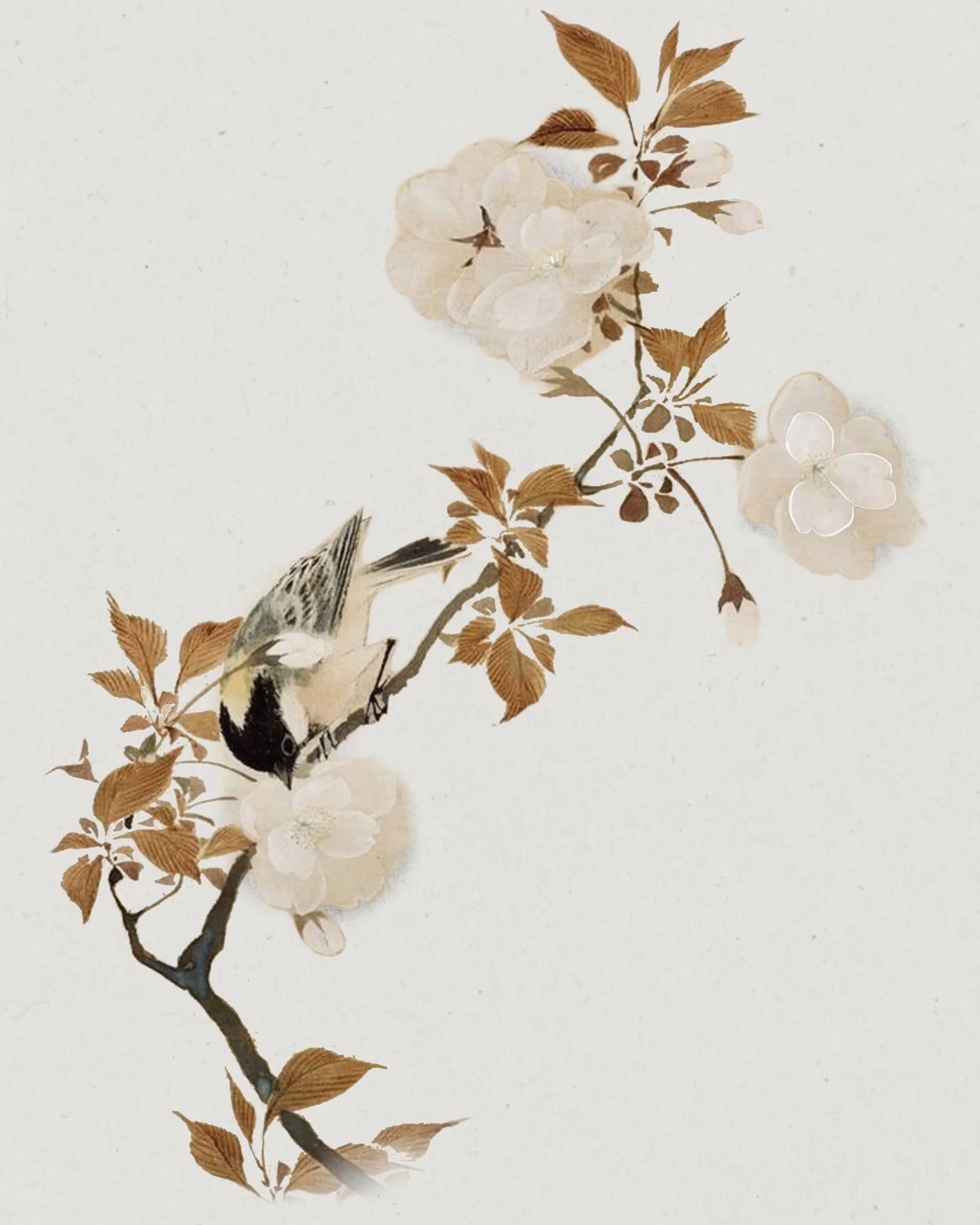 bird + florals  | BRUSH