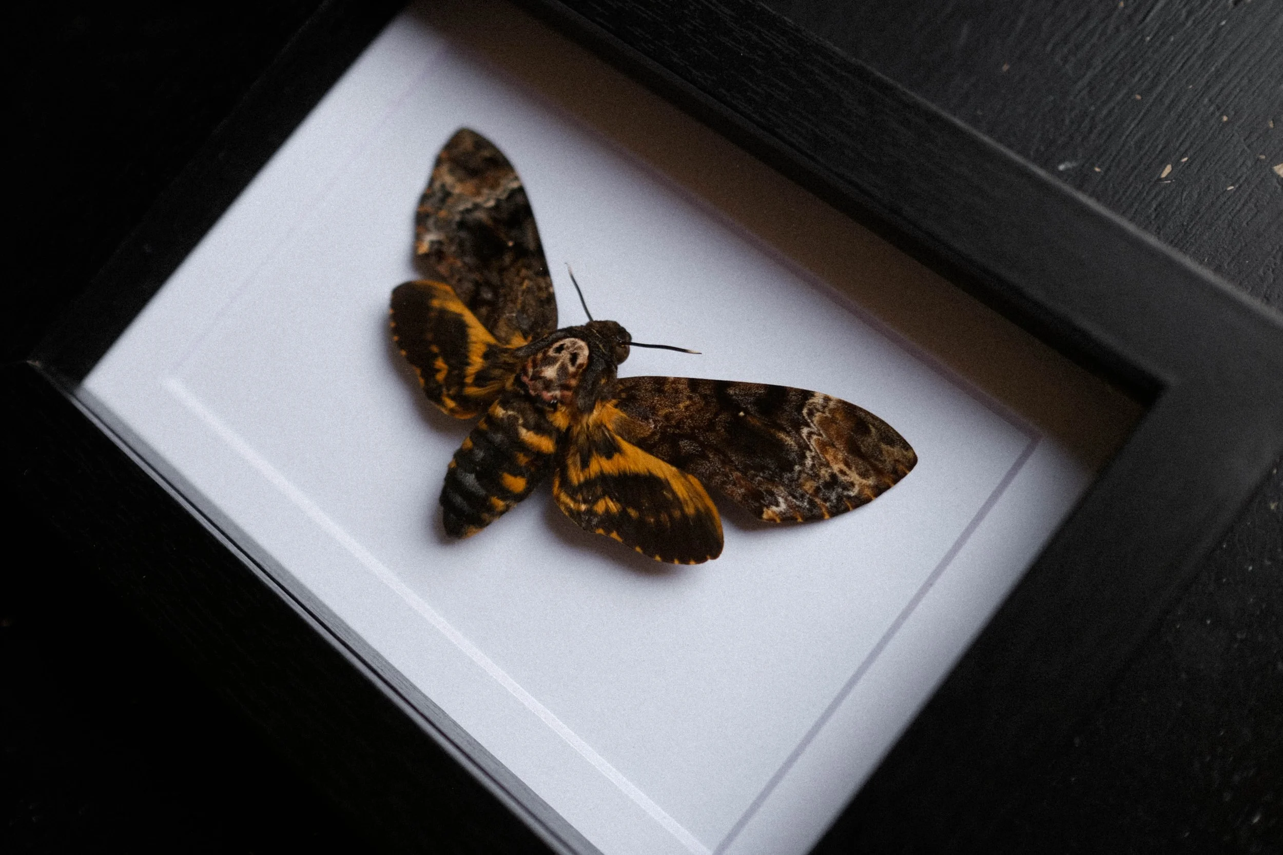Death's Head Hawkmoth - Acherontia Atropos – tattoo & framed specimen