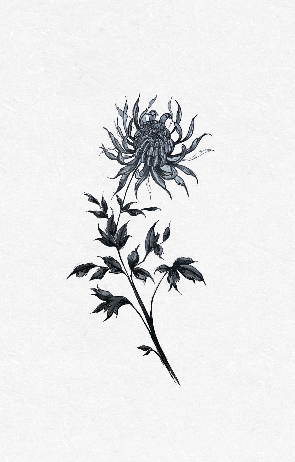 crysanthumum | dip pen style