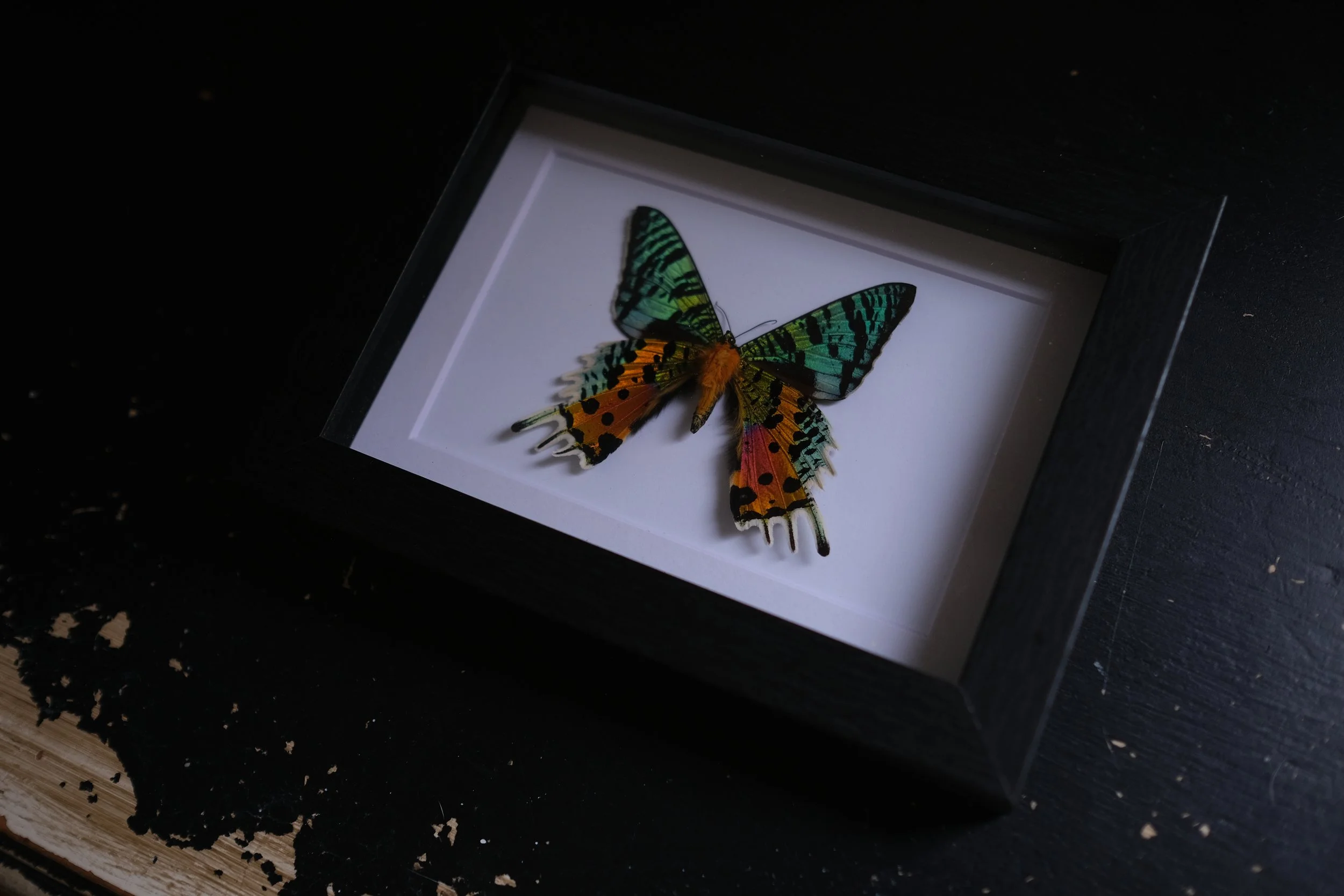 Madagascan Sunset Moth – chrysiridia rhipheus – tattoo & framed specimen