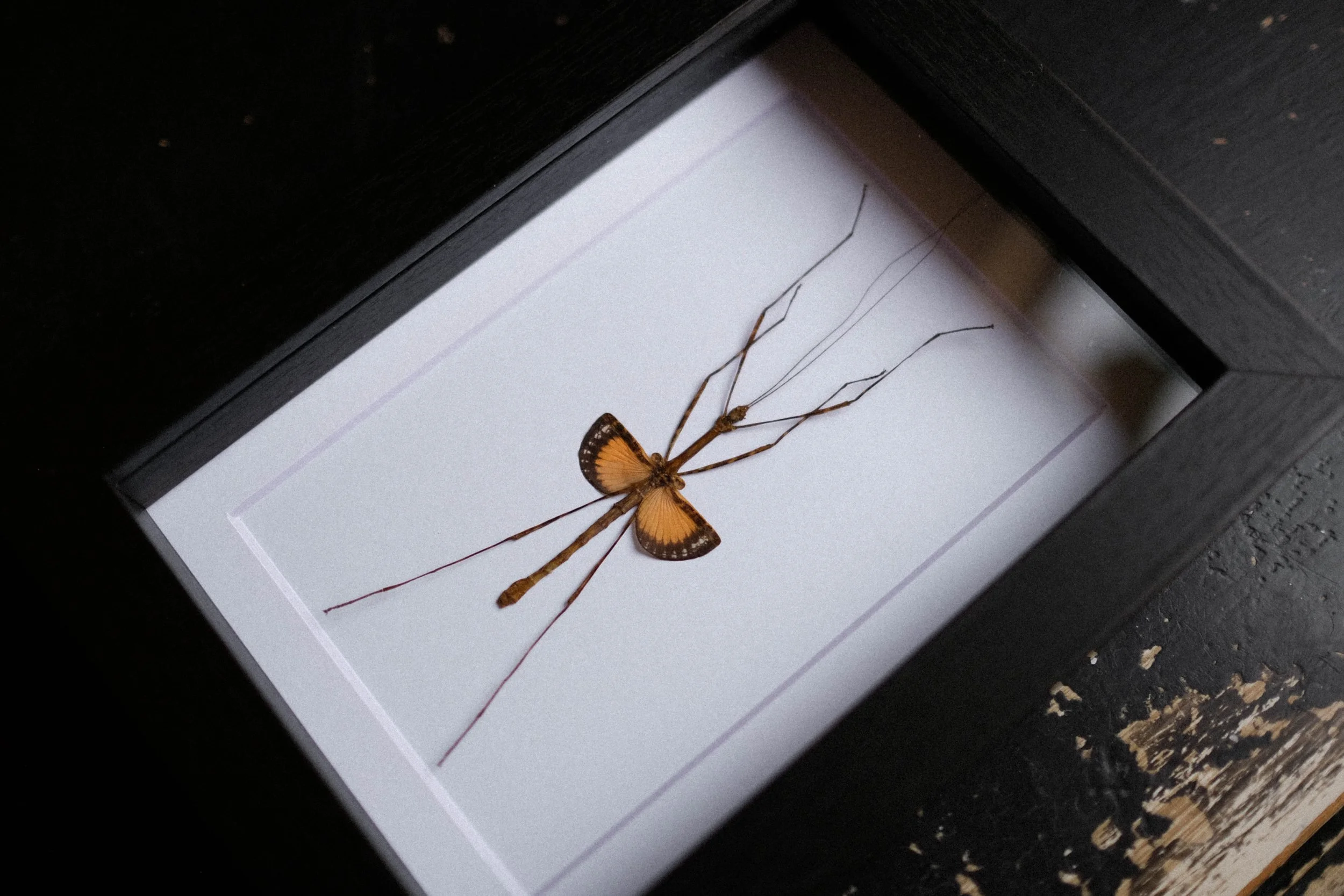 Javaneese Lichen Stick Insect – Pseudodiacantha Macklottii – tattoo & framed specimen