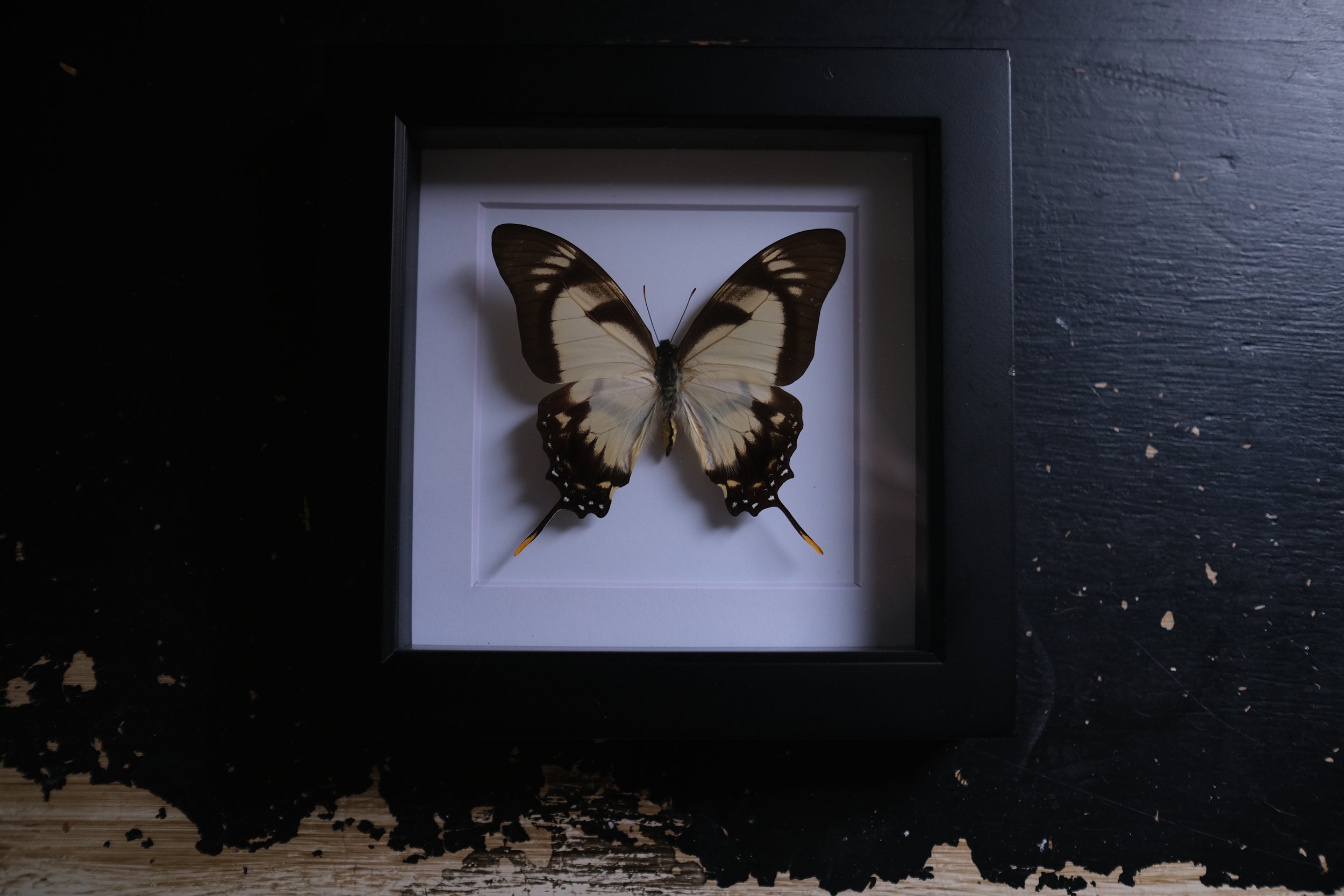 Dolicaon Kite Swallowtail – eurytides dolicaon– tattoo & framed specimen