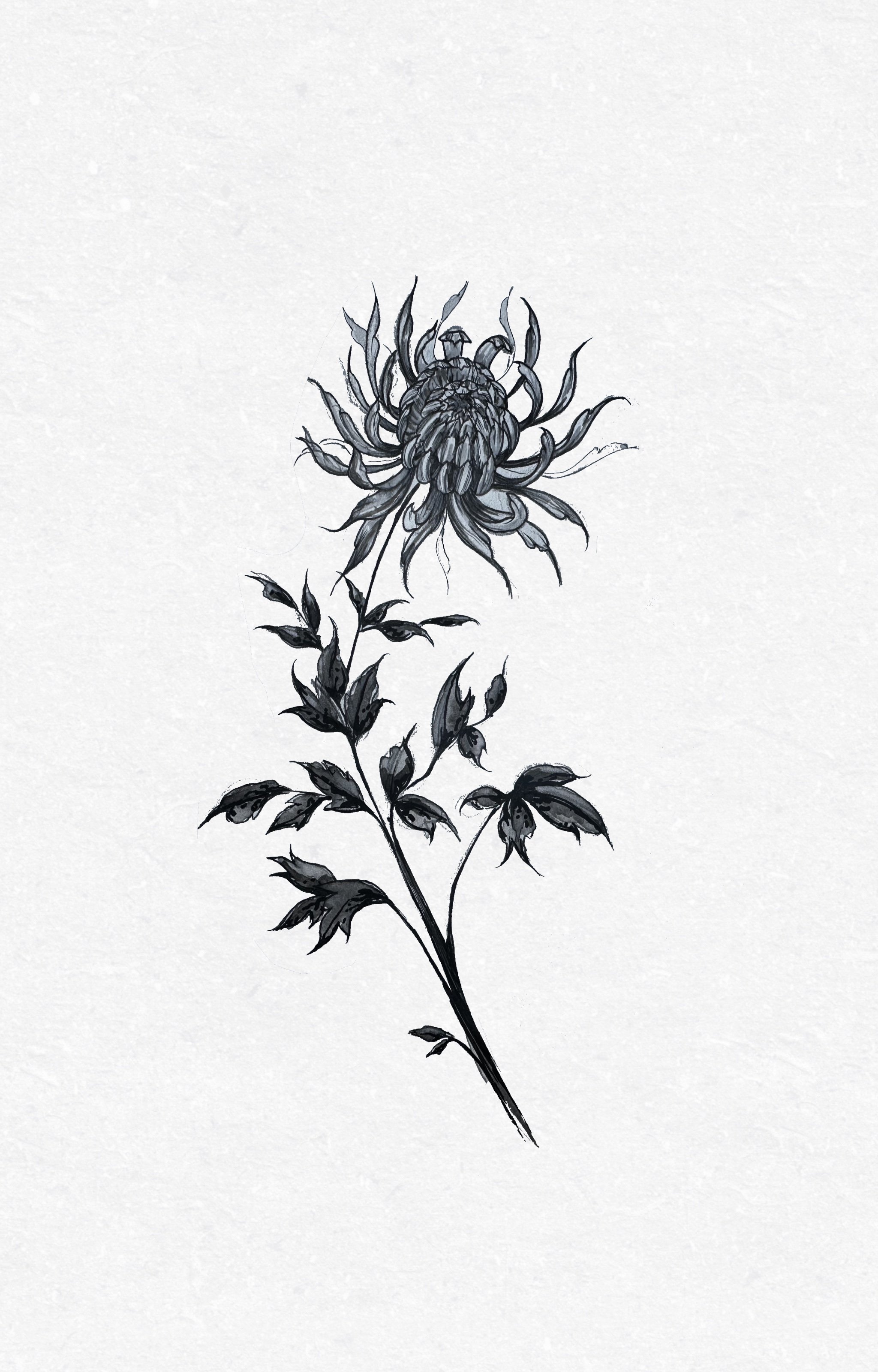 chrysanthemum  | INK