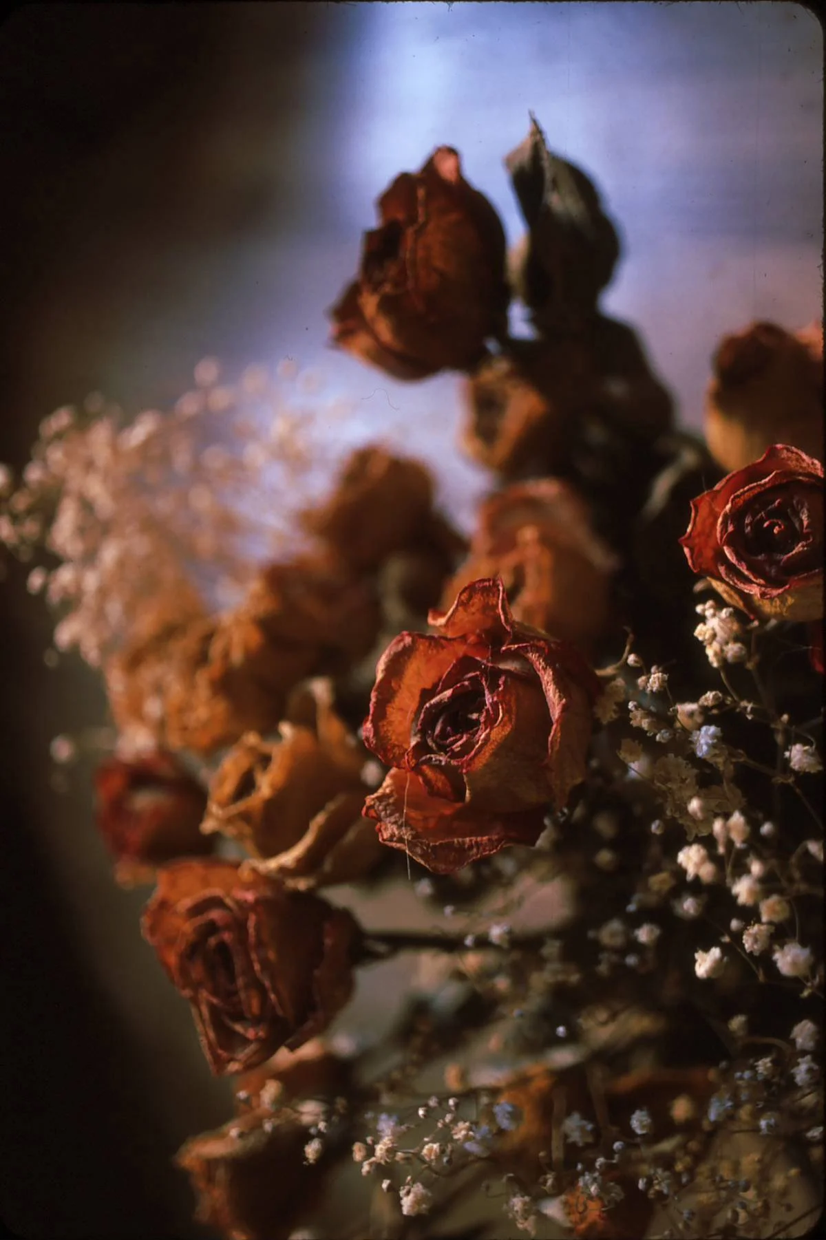 DriedFlowers1.jpg