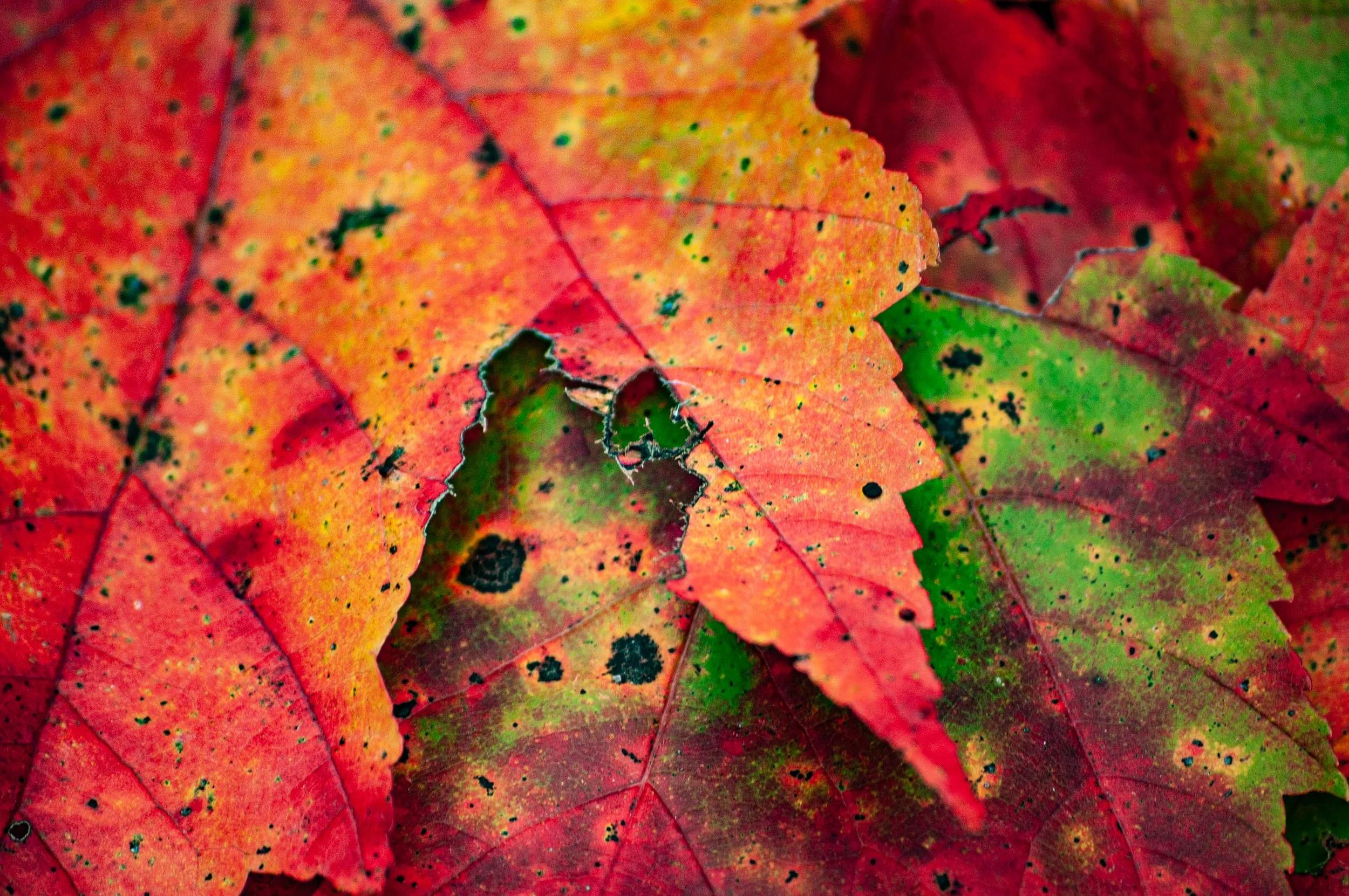 Fallleaves2013.jpg