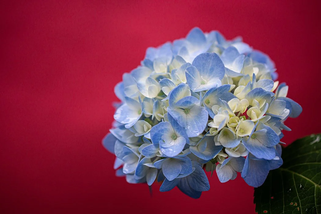 hydrangea2020cSmall.jpg