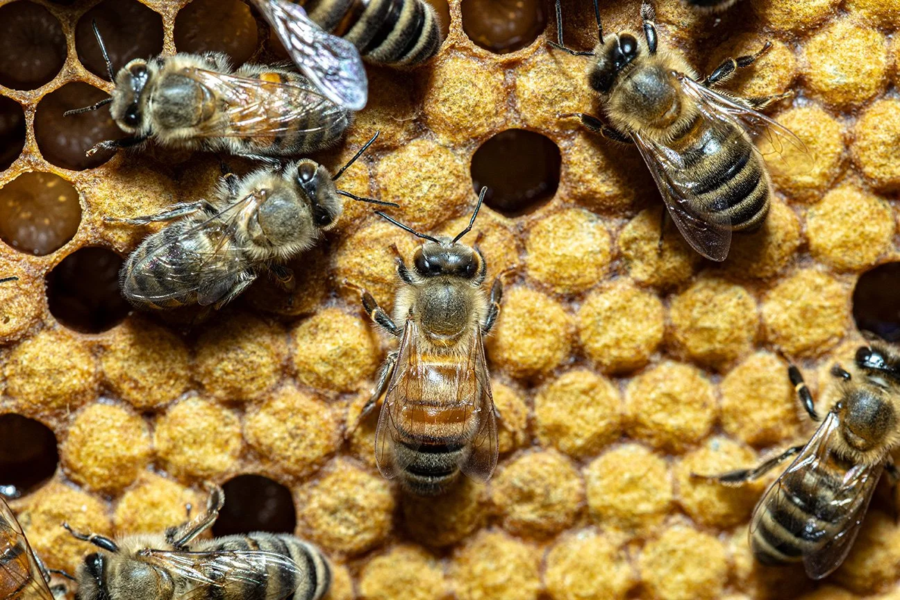 Bee5.6.21.2026small.jpg